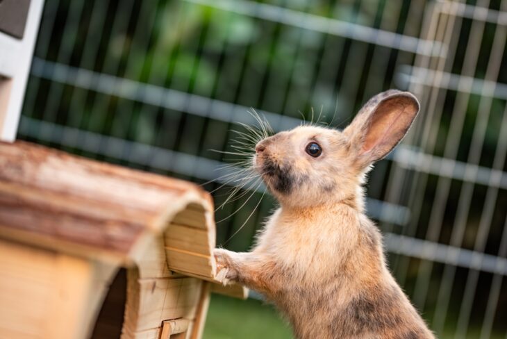 A curious little bunny learning to forage in its cozy wooden house