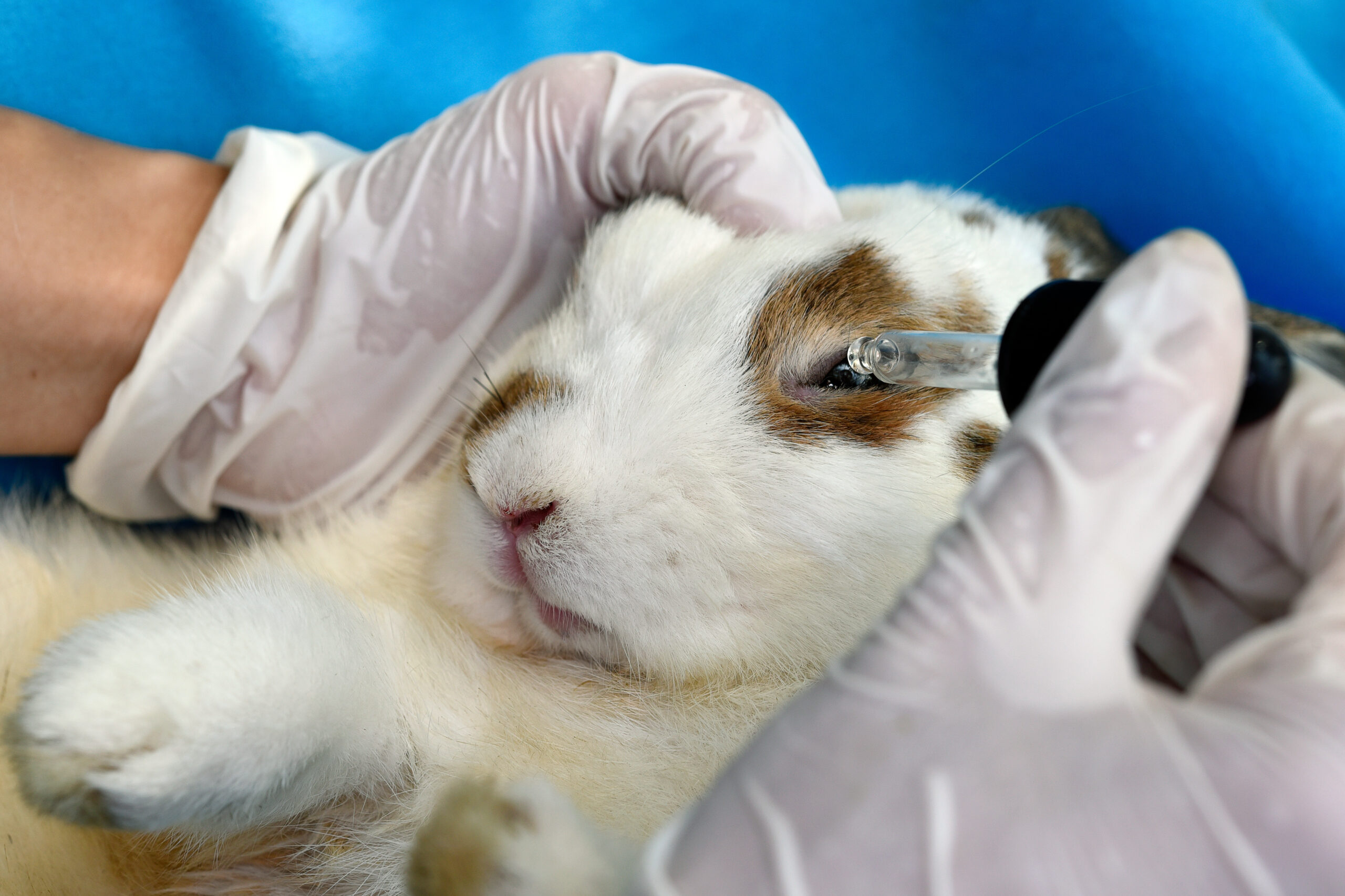 Rabbit Getting Eyes Checked by Vet