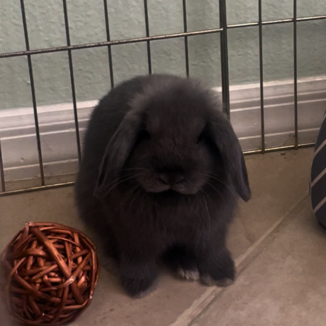 juniper