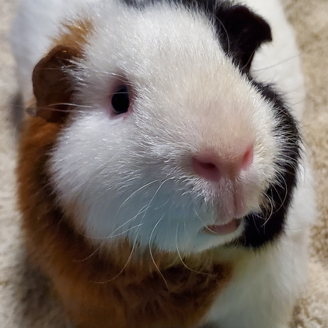 _ #2 Rudy @piggies4us