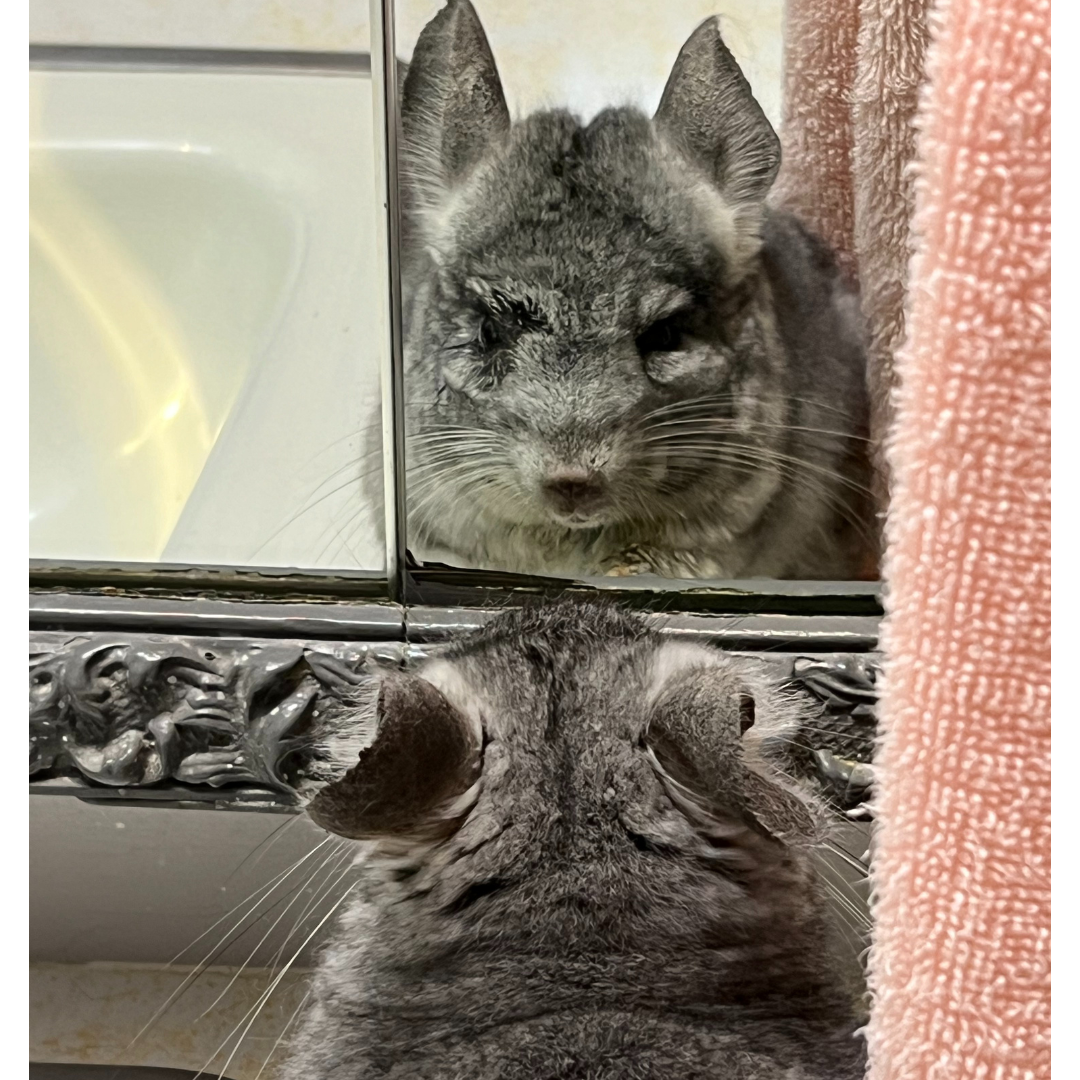 #4Cheeto (chinchilla) ranaemortenson@gmail.com