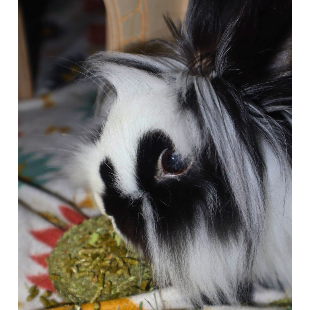 _#8 Oreo @cheridanangel