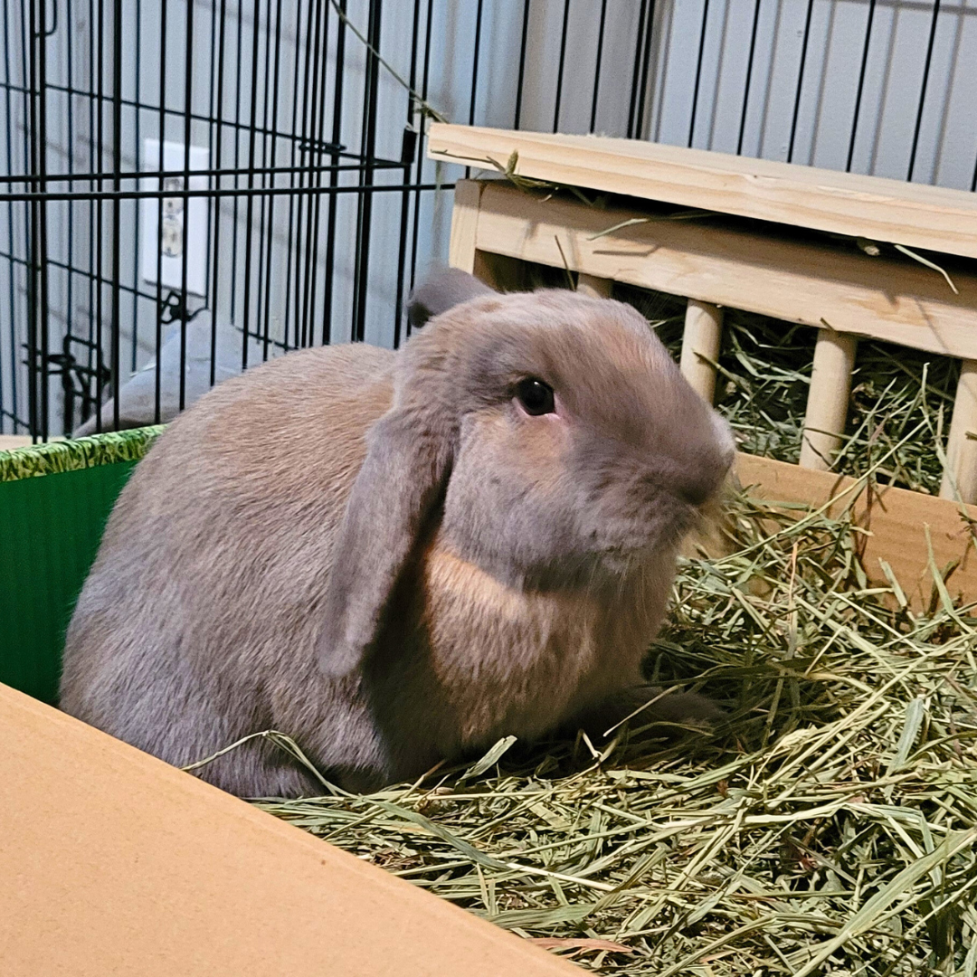 _ #8 Peanut