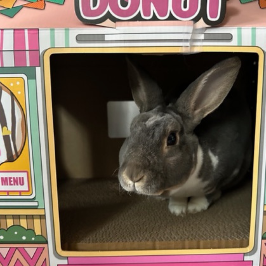 #9 Bunzy (1)