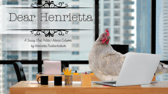 Henrietta at hear desk reading all the submissions of questions about chicken care (like why my chicken has stopped laying!)