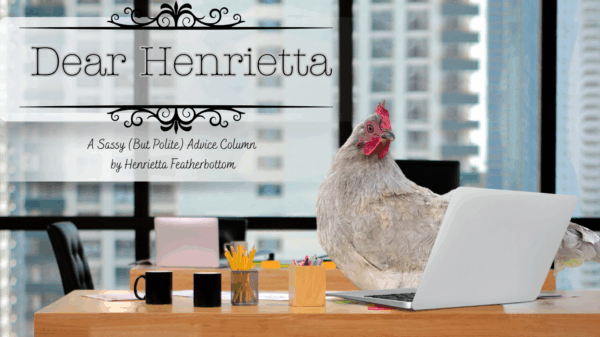 Henrietta at hear desk reading all the submissions of questions about chicken care (like why my chicken has stopped laying!)