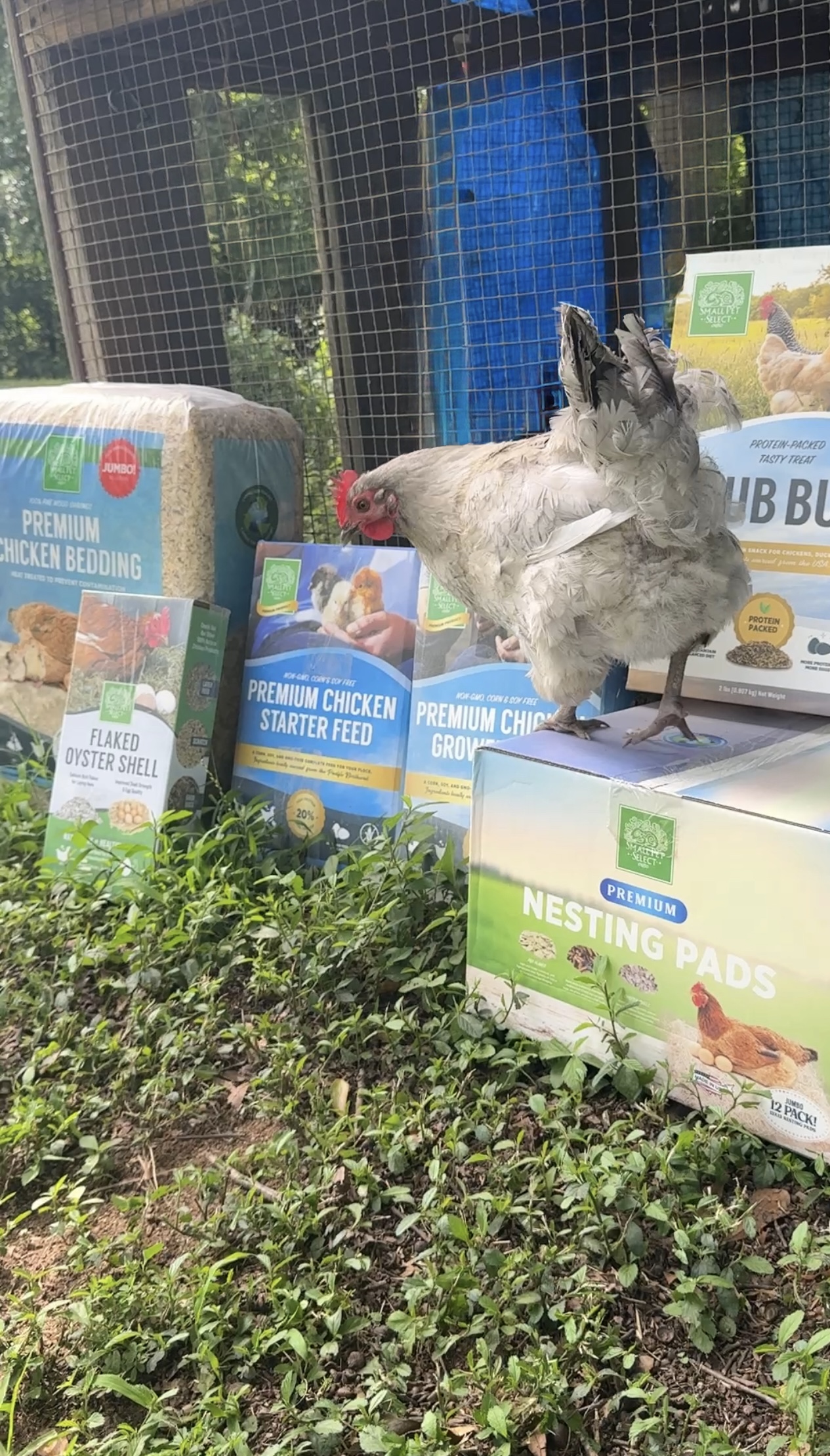 A chicken with some of her favorite chicken egg production essential products including nesting materials, feeds, and chicken treats