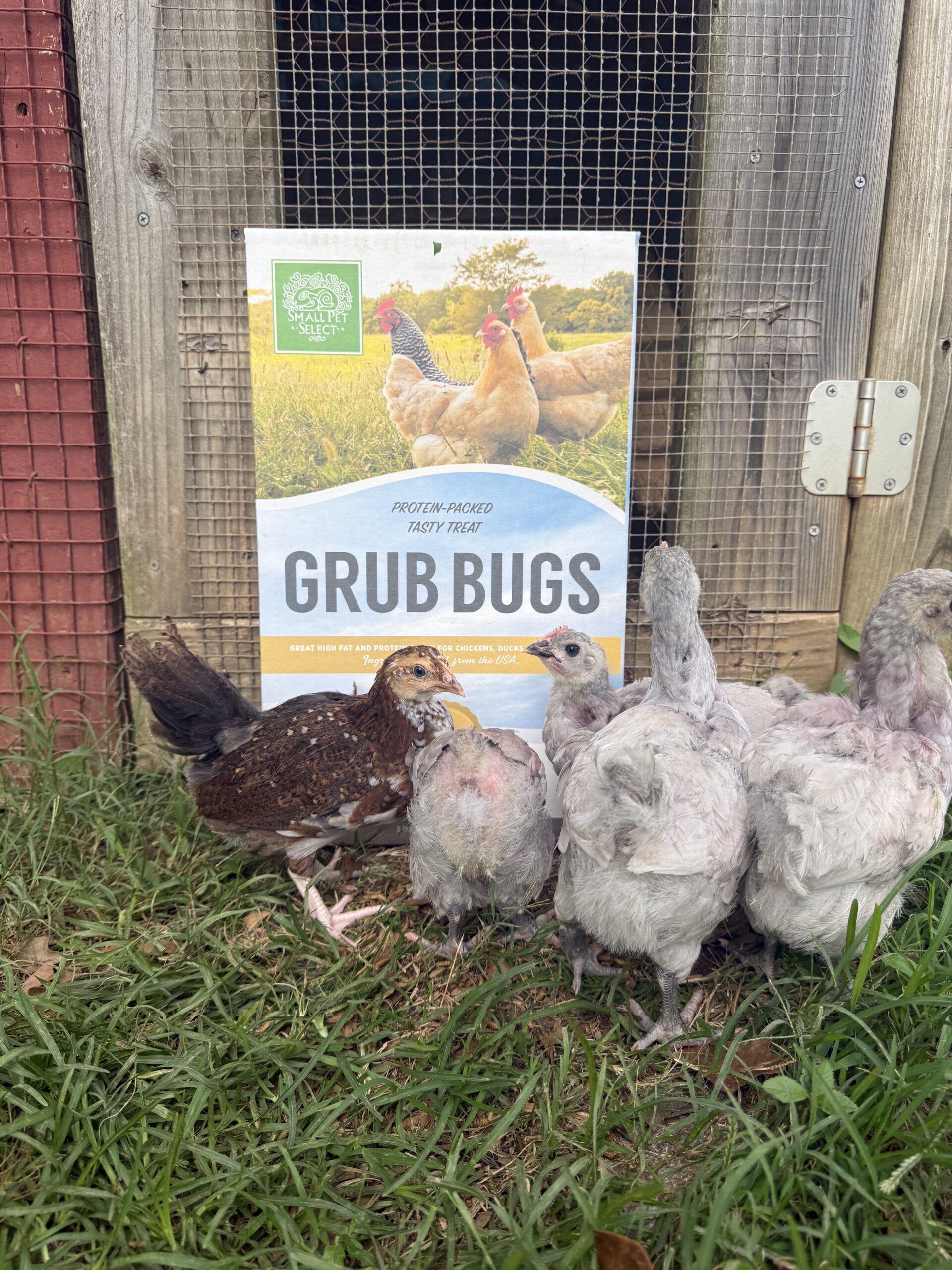Chickens surrounding a box of small pet select brand grub bugs (great for increasing egg production in chickens!)