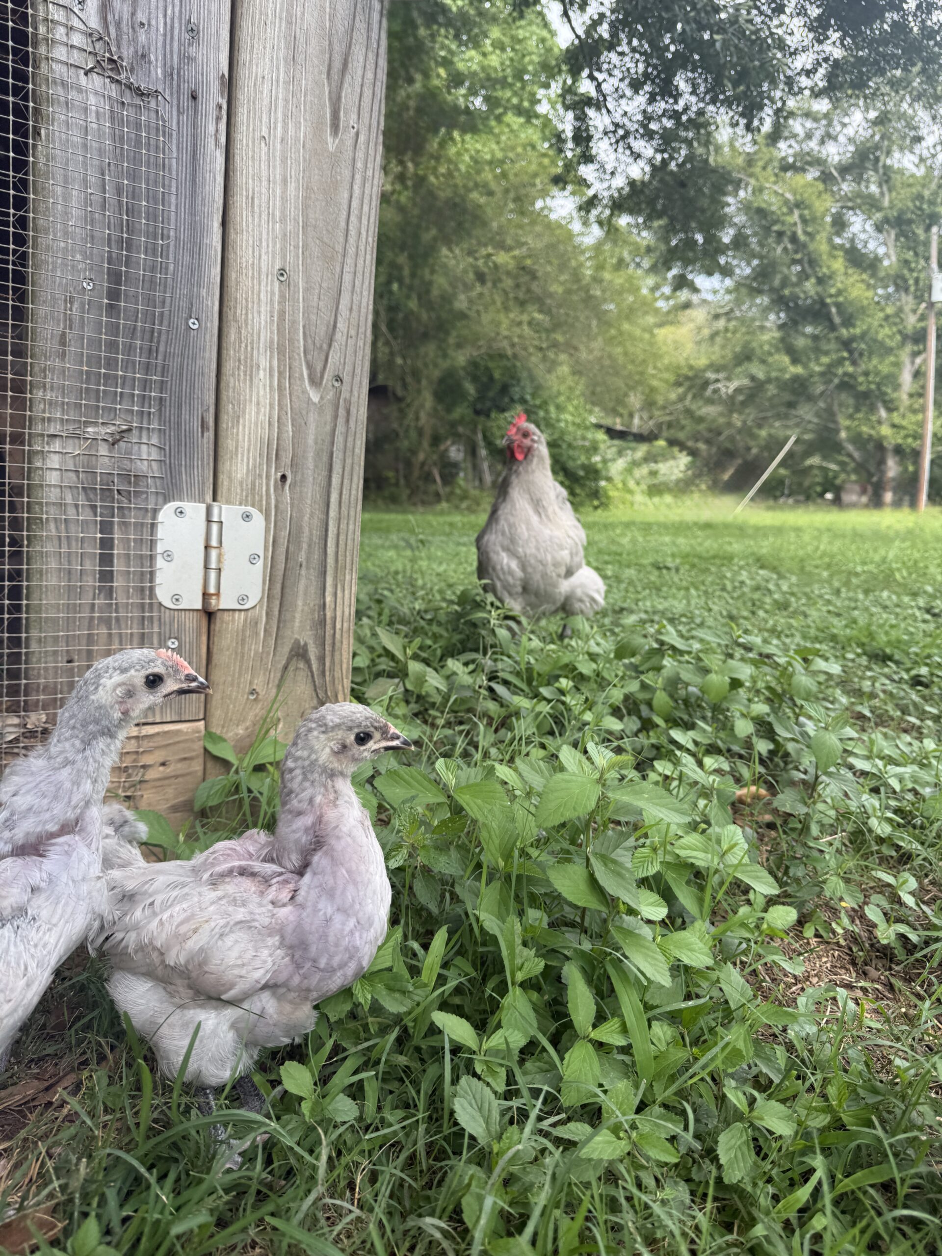 IMG_0411 The chicks during their first socialization period when we began integrating into the flock