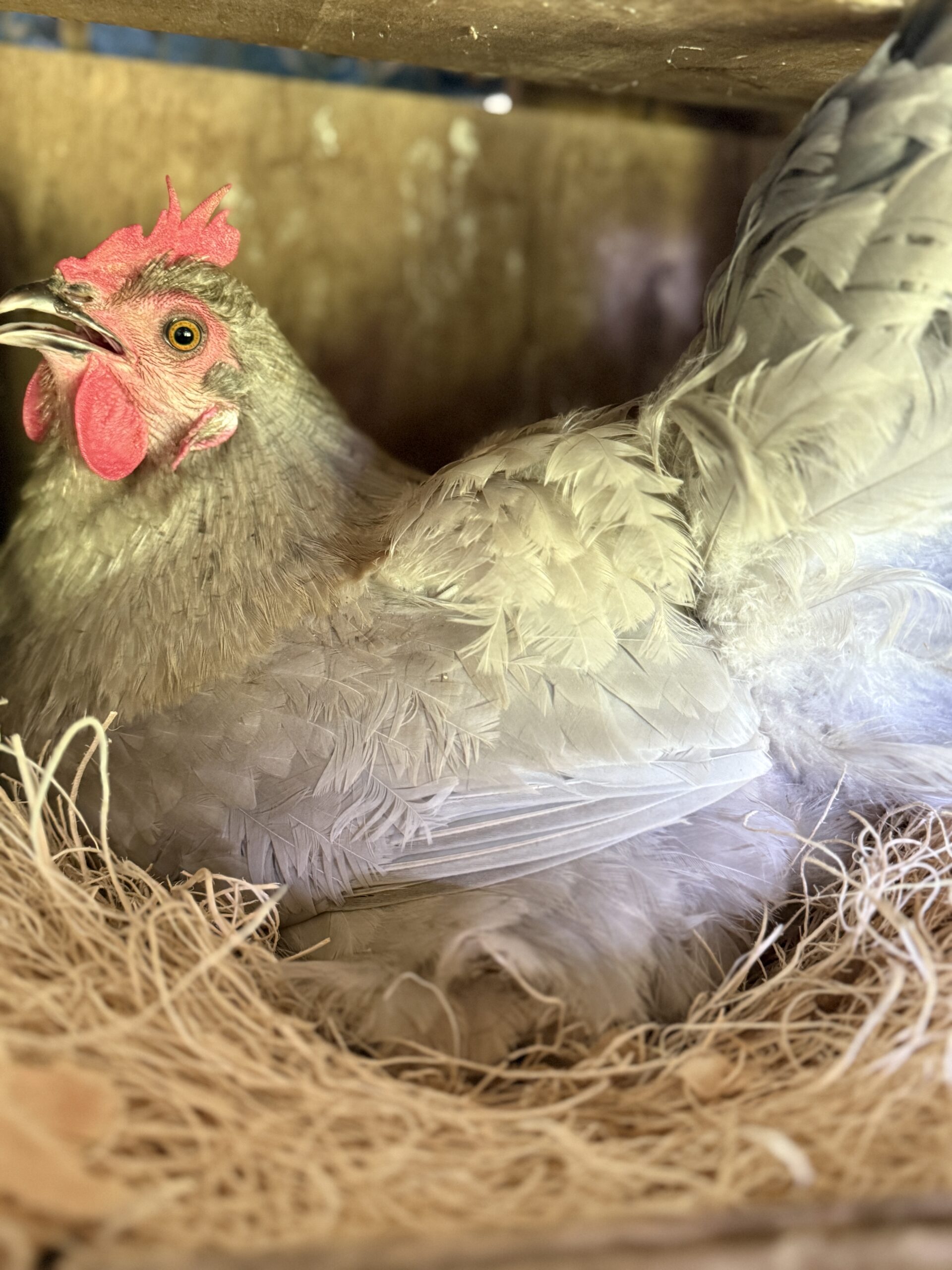 Chicken laying an egg in a nesting box