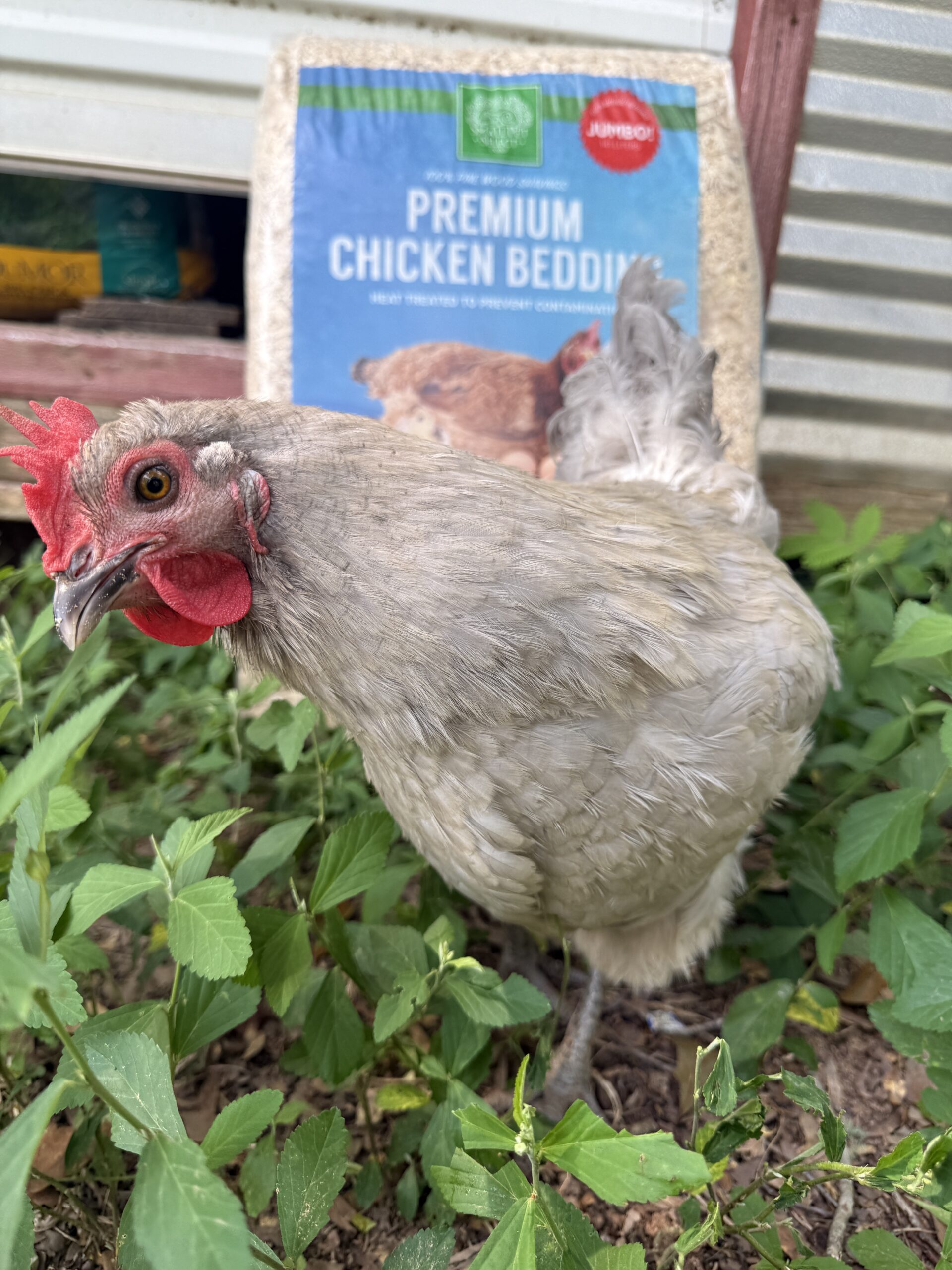 A chicken giving the side eye while standing in front of premium chicken shavings and staring into the camera 