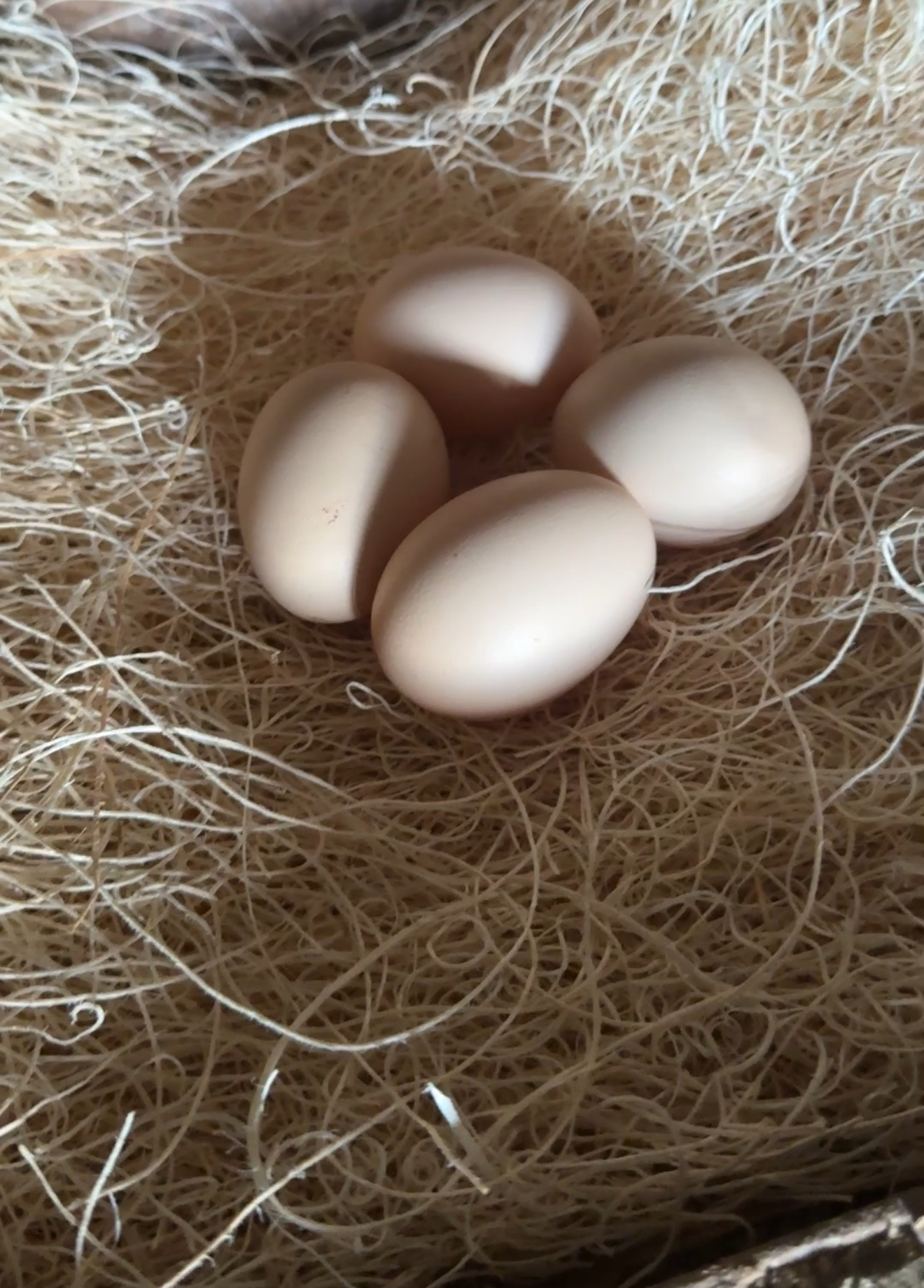 A nest full of eggs after implementing henrietta's tips for getting chickens to lay after the chickens stopped laying eggs