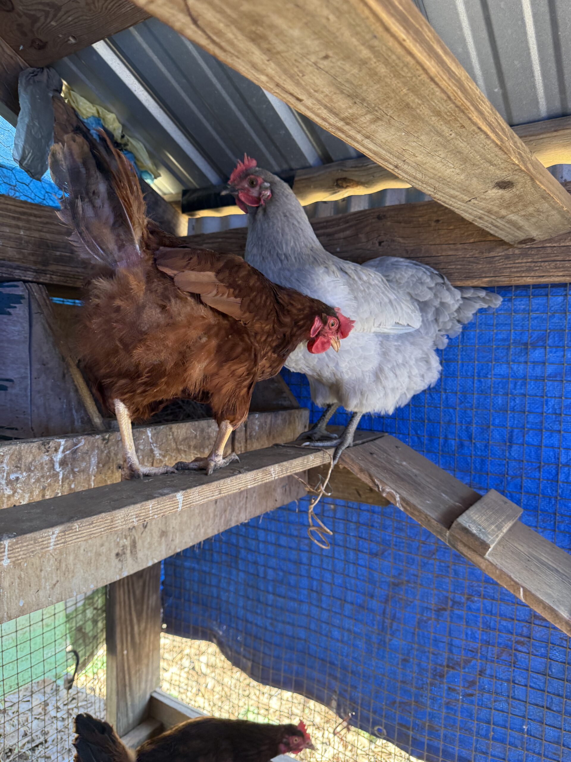 Two chickens getting ready to lay eggs in the nesting boxes