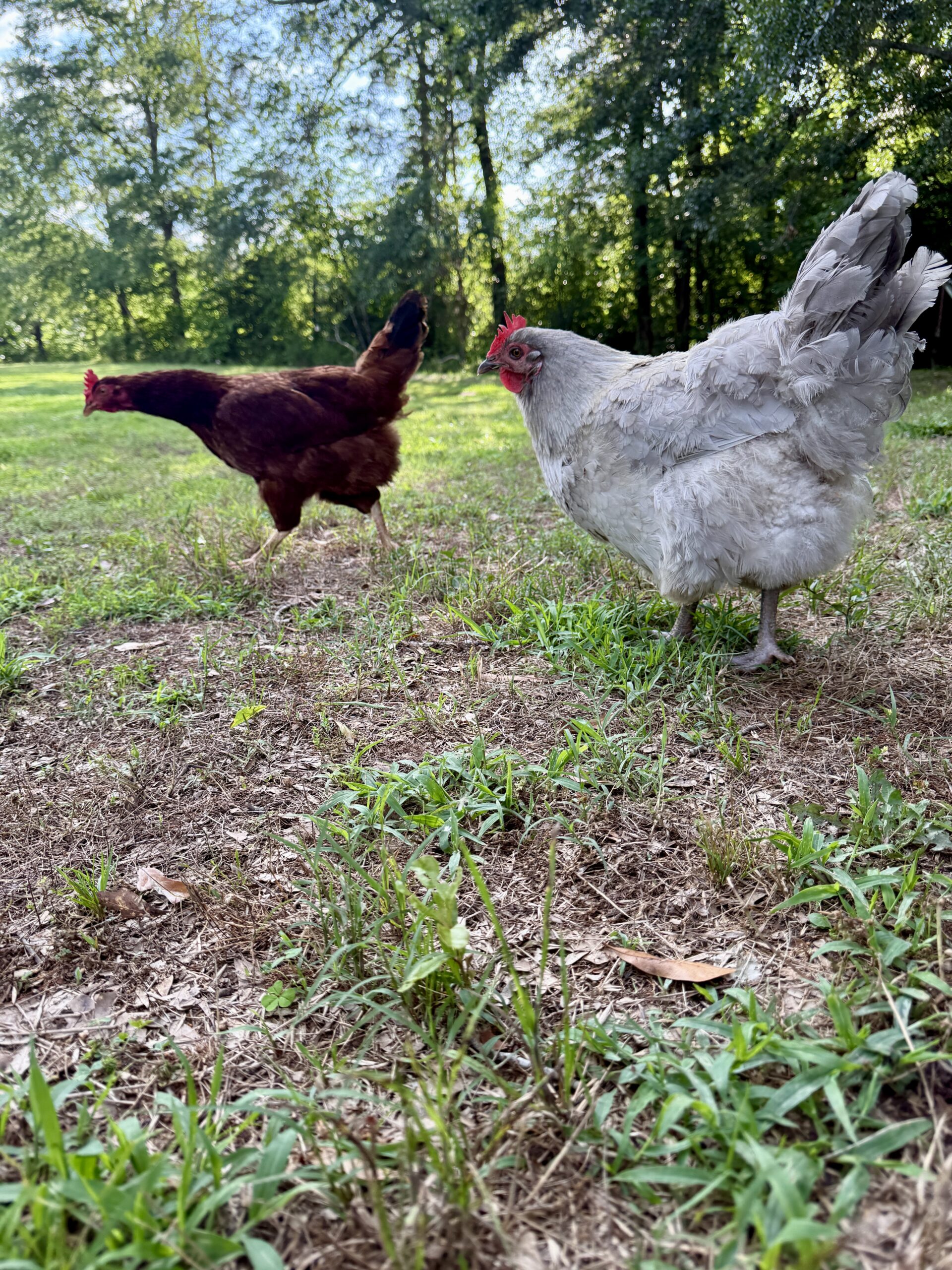 IMG_9068 Two chickens getting along after they were successfully introduced to the flock