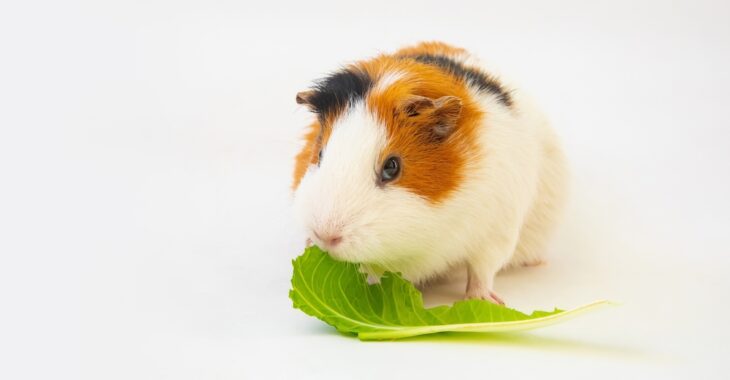 Baby guinea pig feeding on leafy veggies