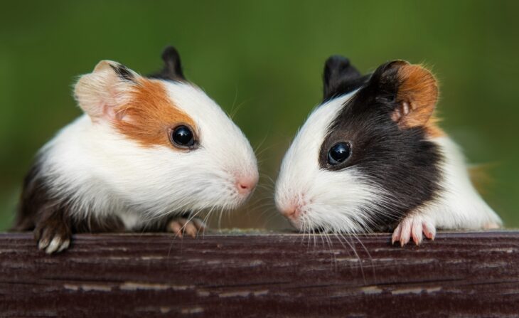 Two lovely guinea pigs looking cute in summer
