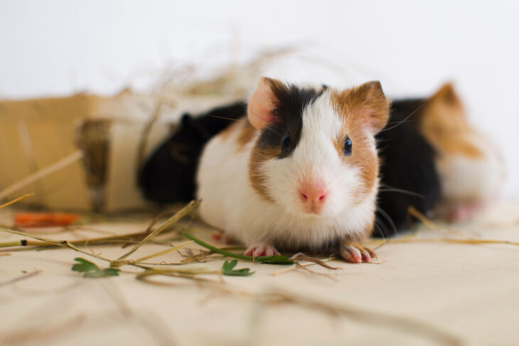 Little guinea pig looking pretty