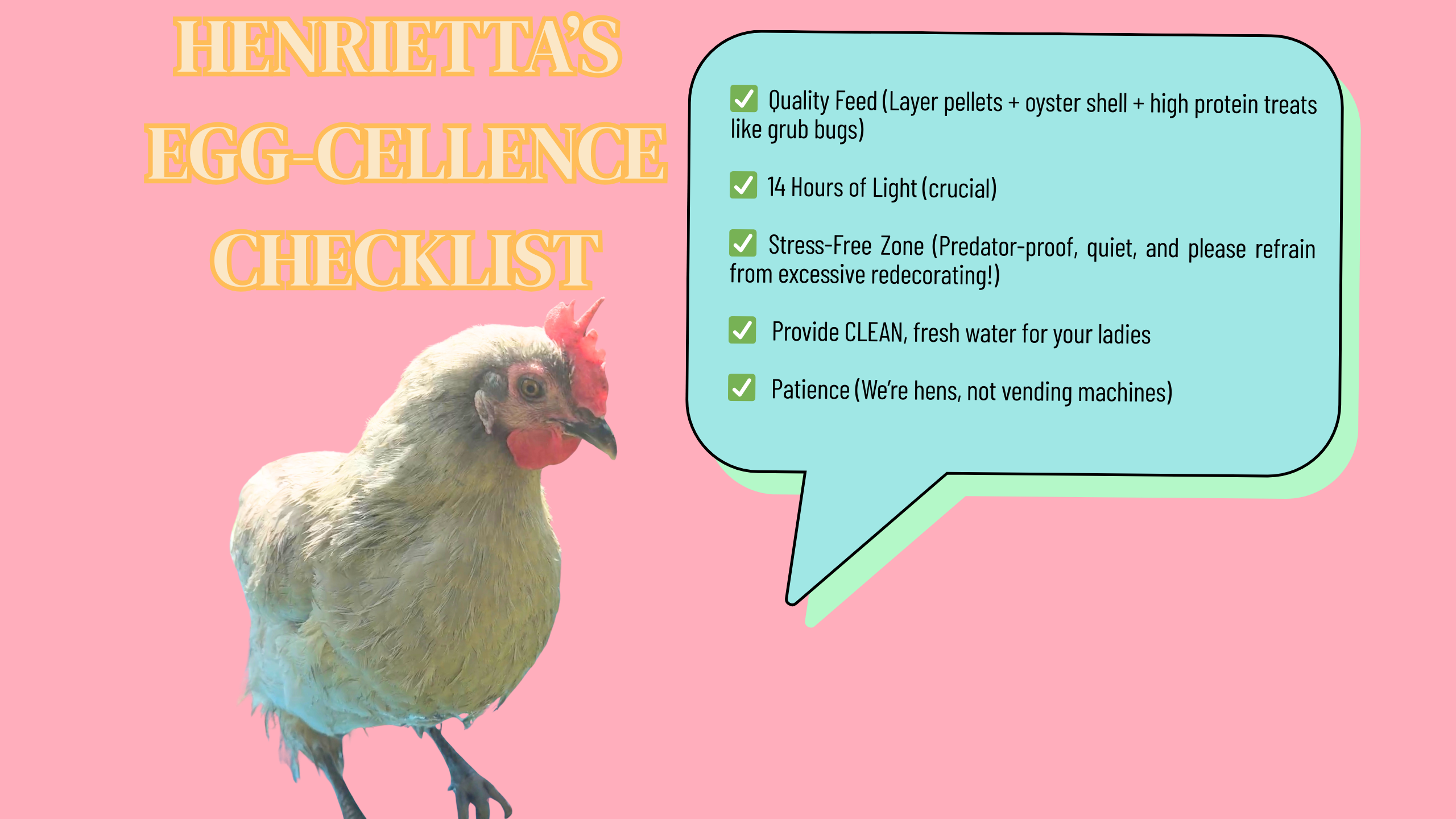 Henrietta's check list to help improve egg production in chickens who have stopped laying