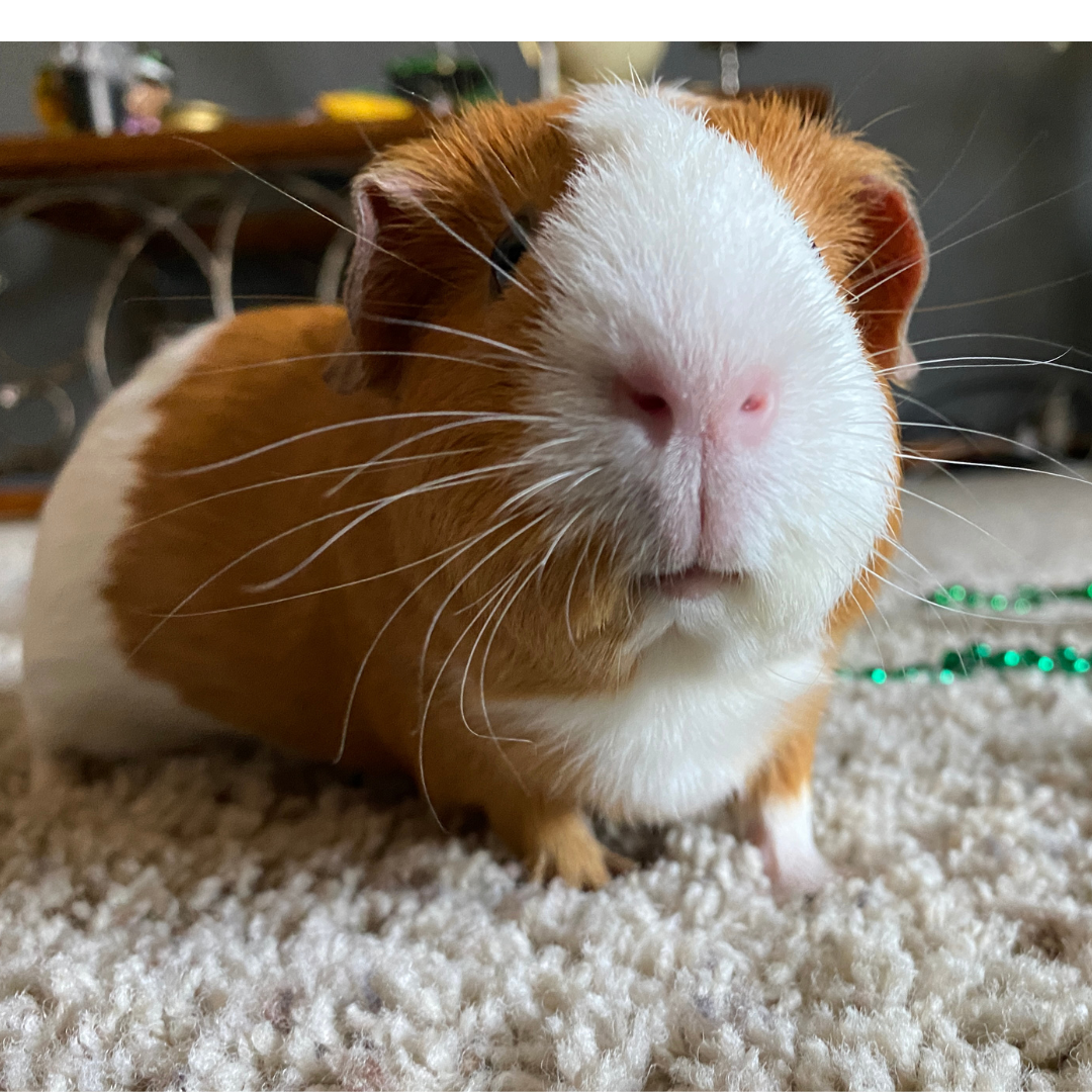#1 Basil @mmia.fox