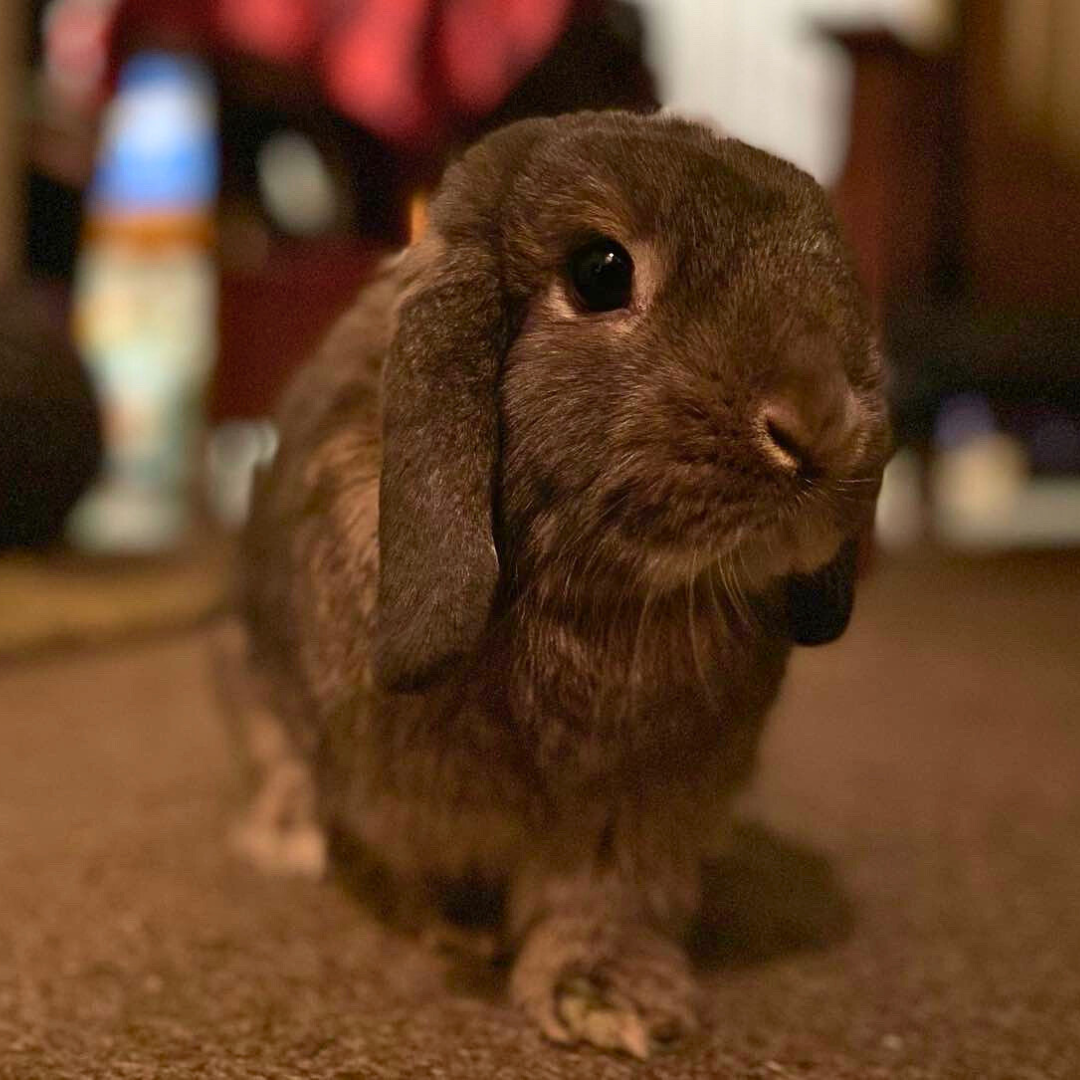 _2 Lola @Buster_and_lola_lop_bunz alienatedgirl0311@gmail.com