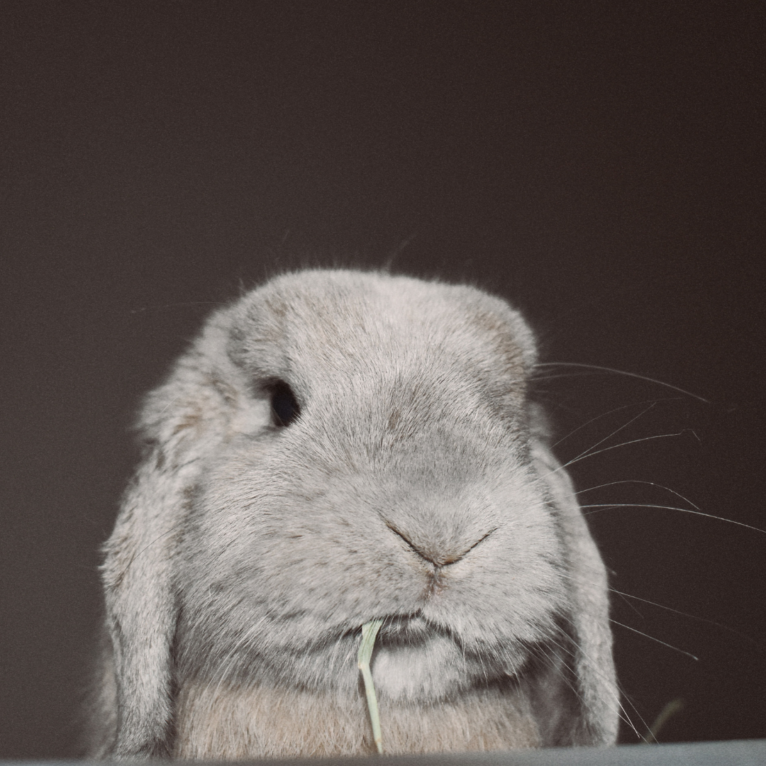 _3 Chai @chaibunnyman