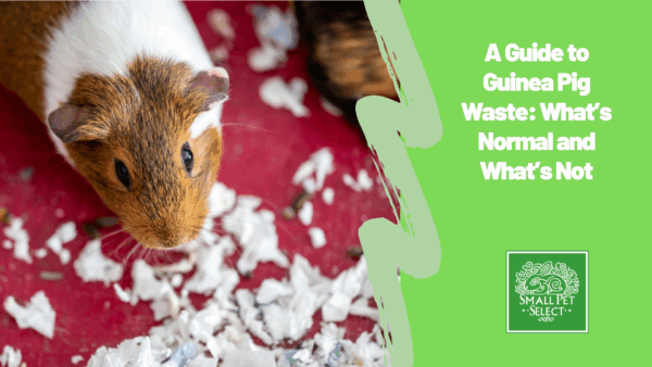 Guinea pig poop and scattered some white paper inside the cage