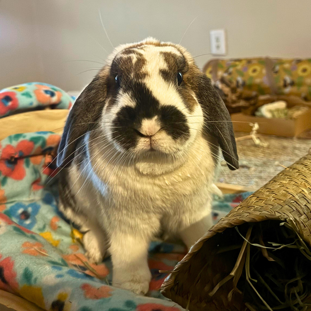 _ Buster@Buster_and_lola_lop_bunz alienatedgirl0311@gmail.com