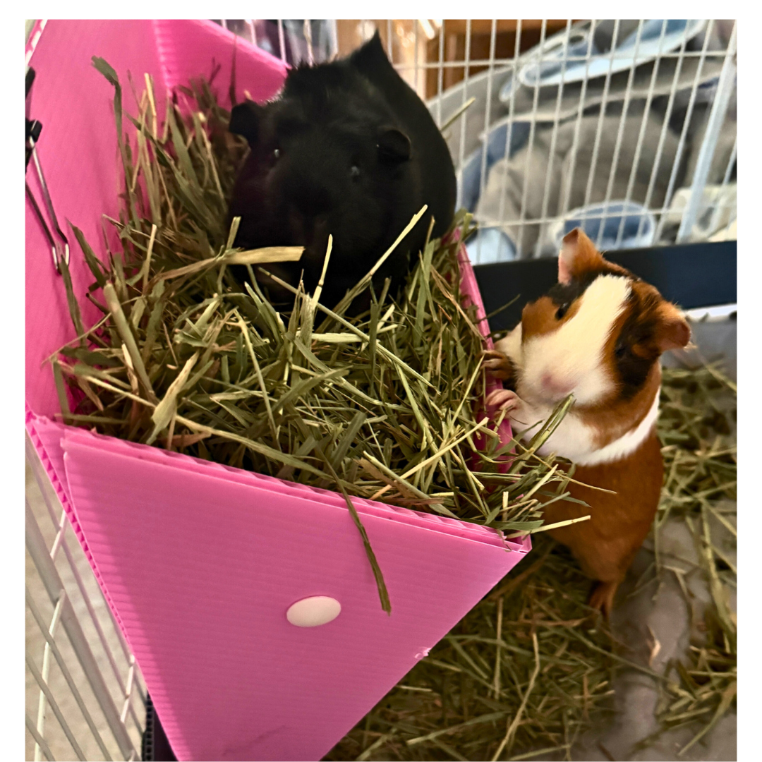 Carmen & Renata (black, abby)