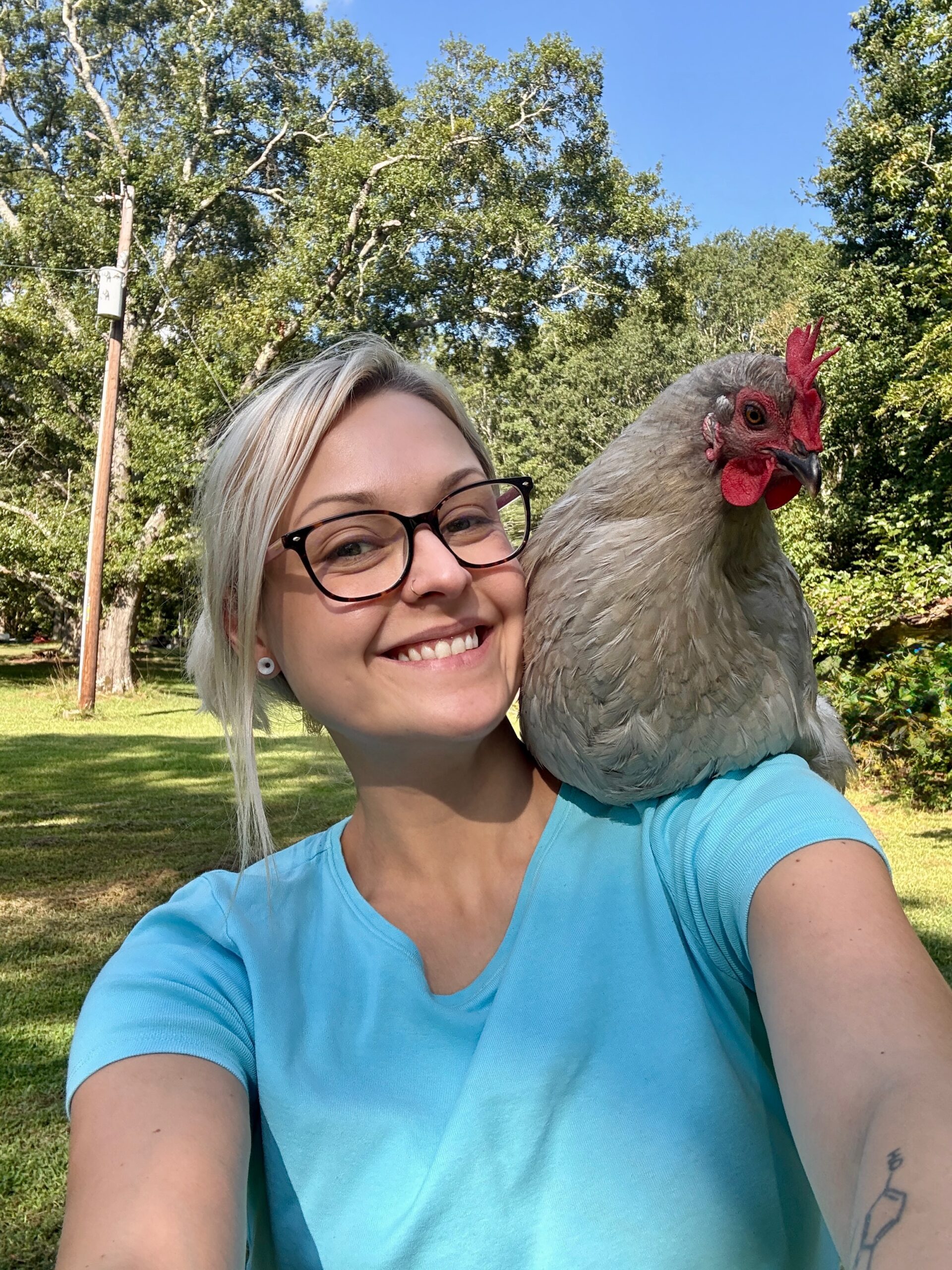 Chicken molting