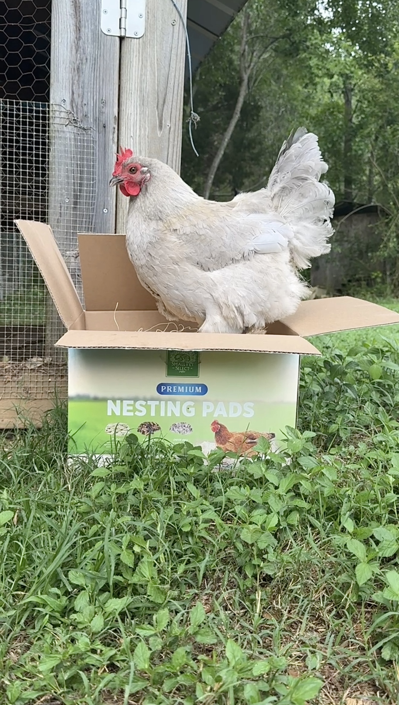 Chicken on nesting pads