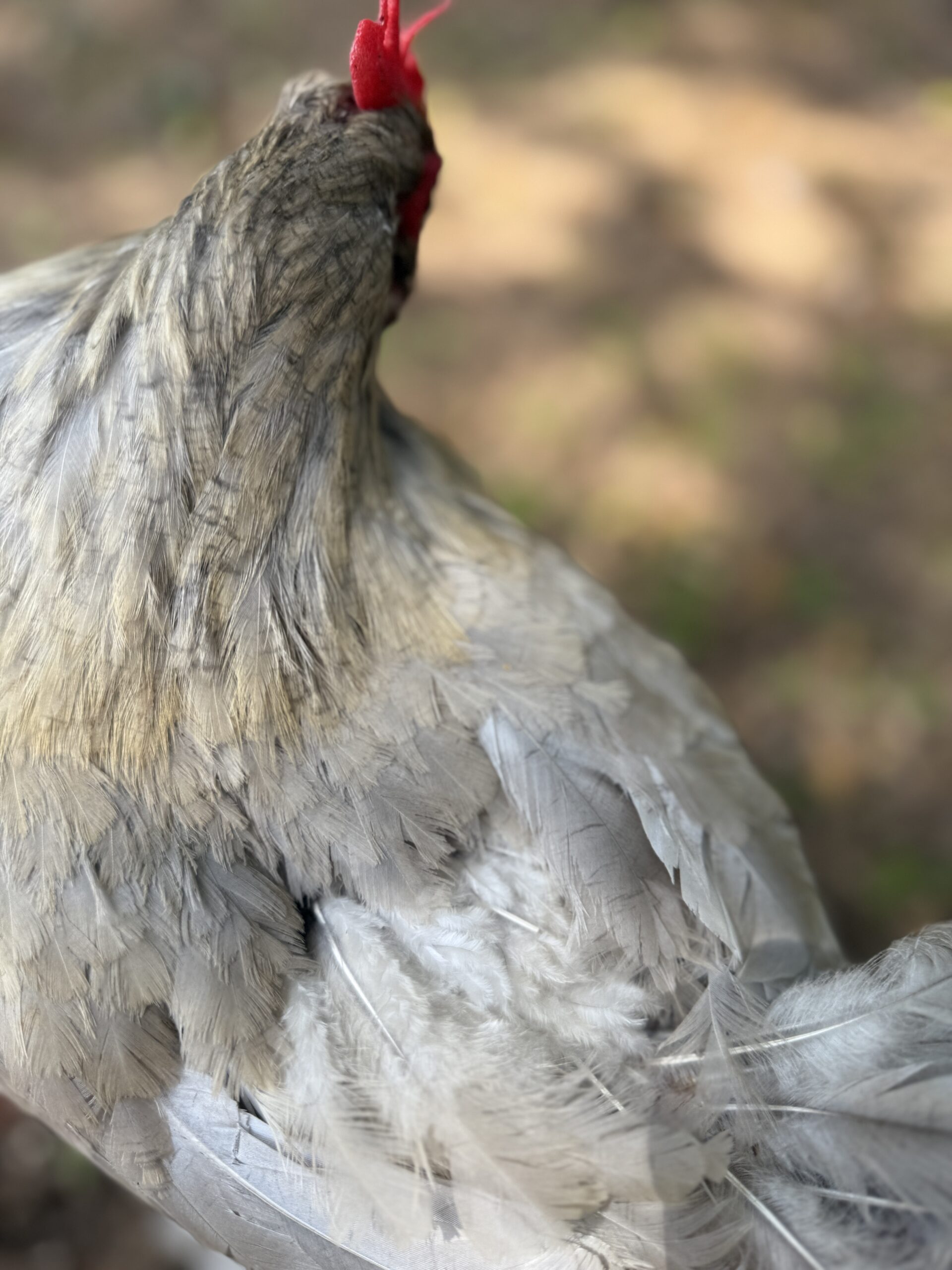 Chicken molting