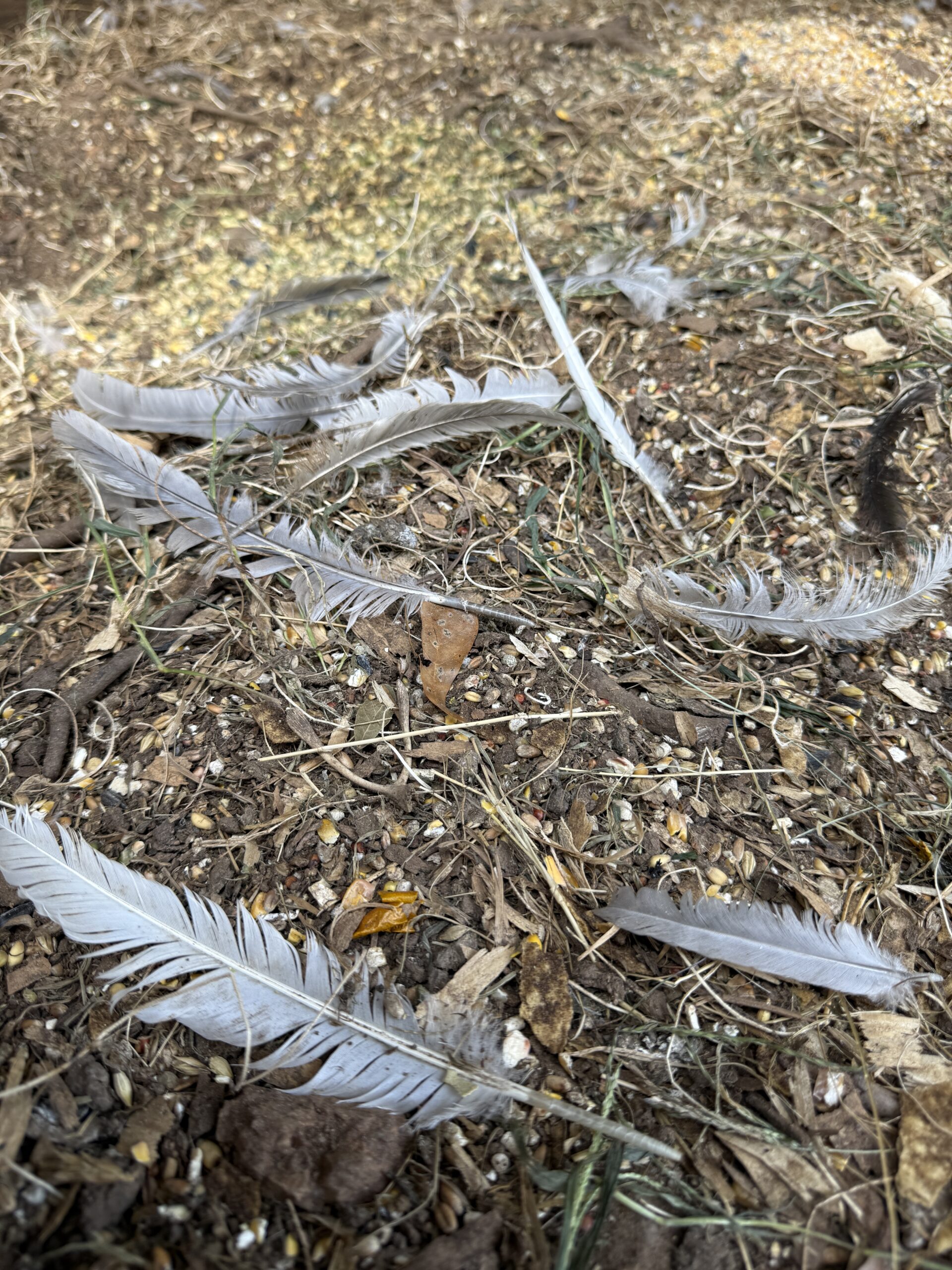 feathers dropped from molting chicken