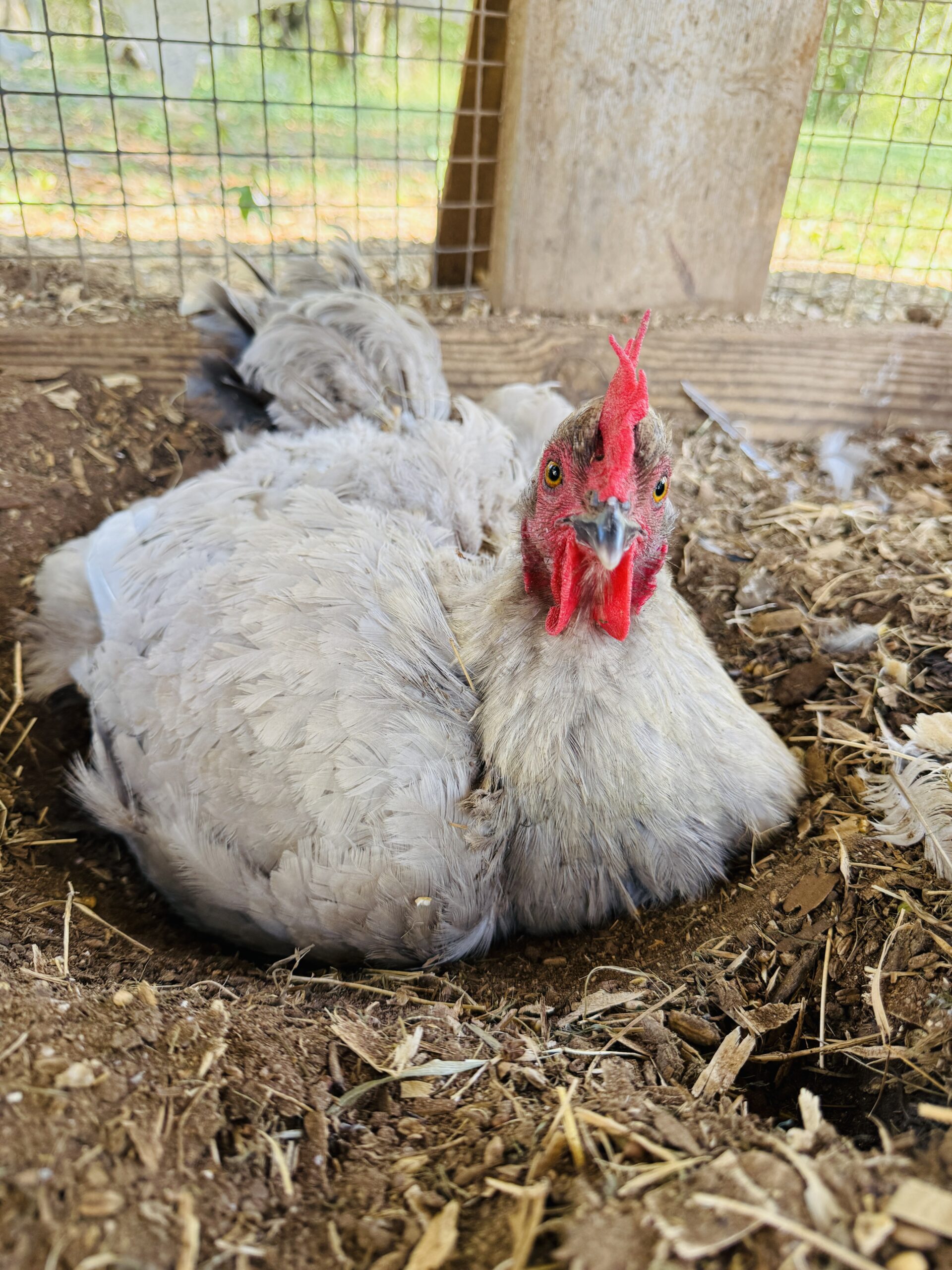 IMG_4106 Henrietta enjoying a nice relaxing dust bath