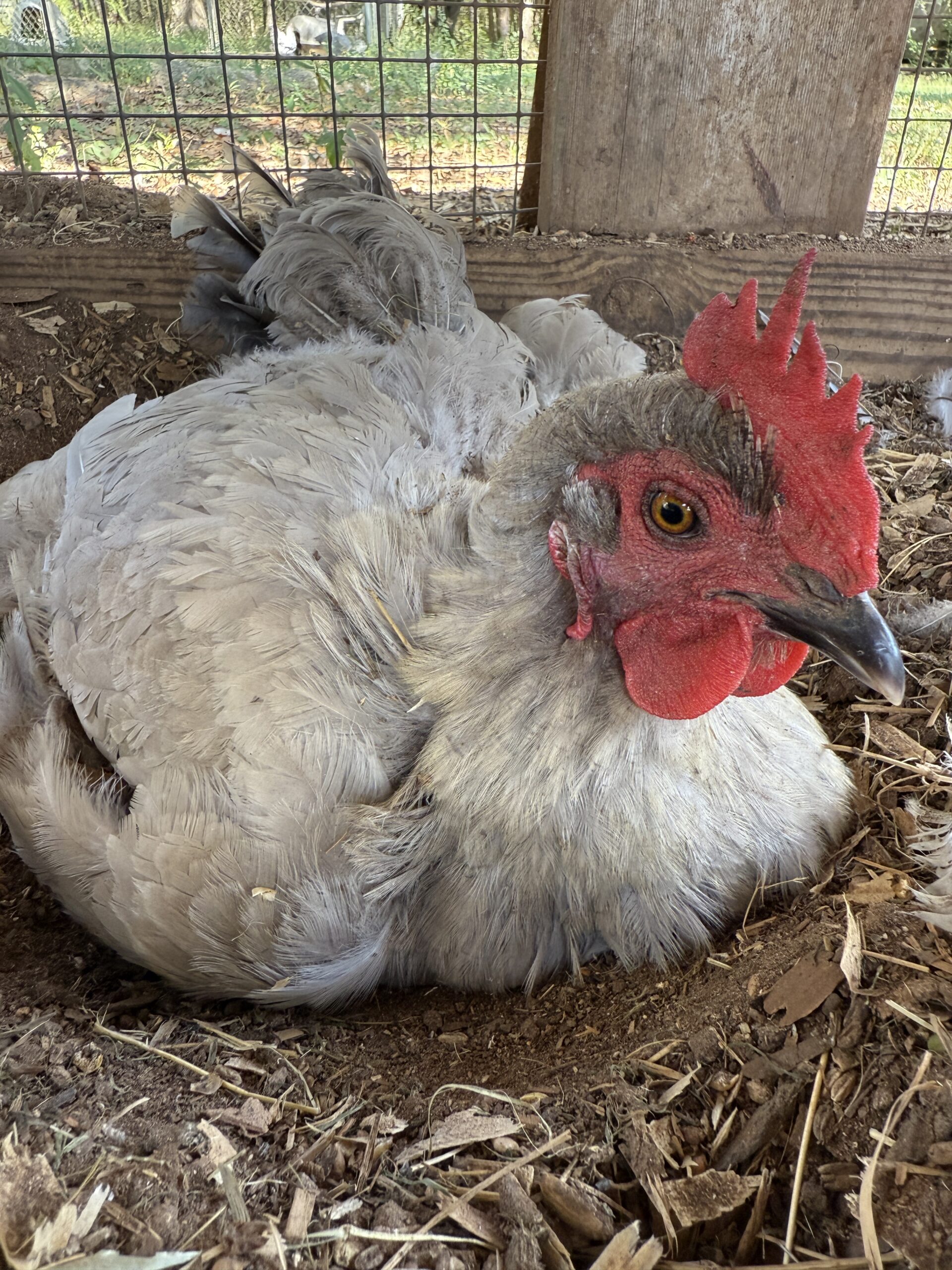 Chicken demonstrating changes in comb color at the beginning of a chicken molt