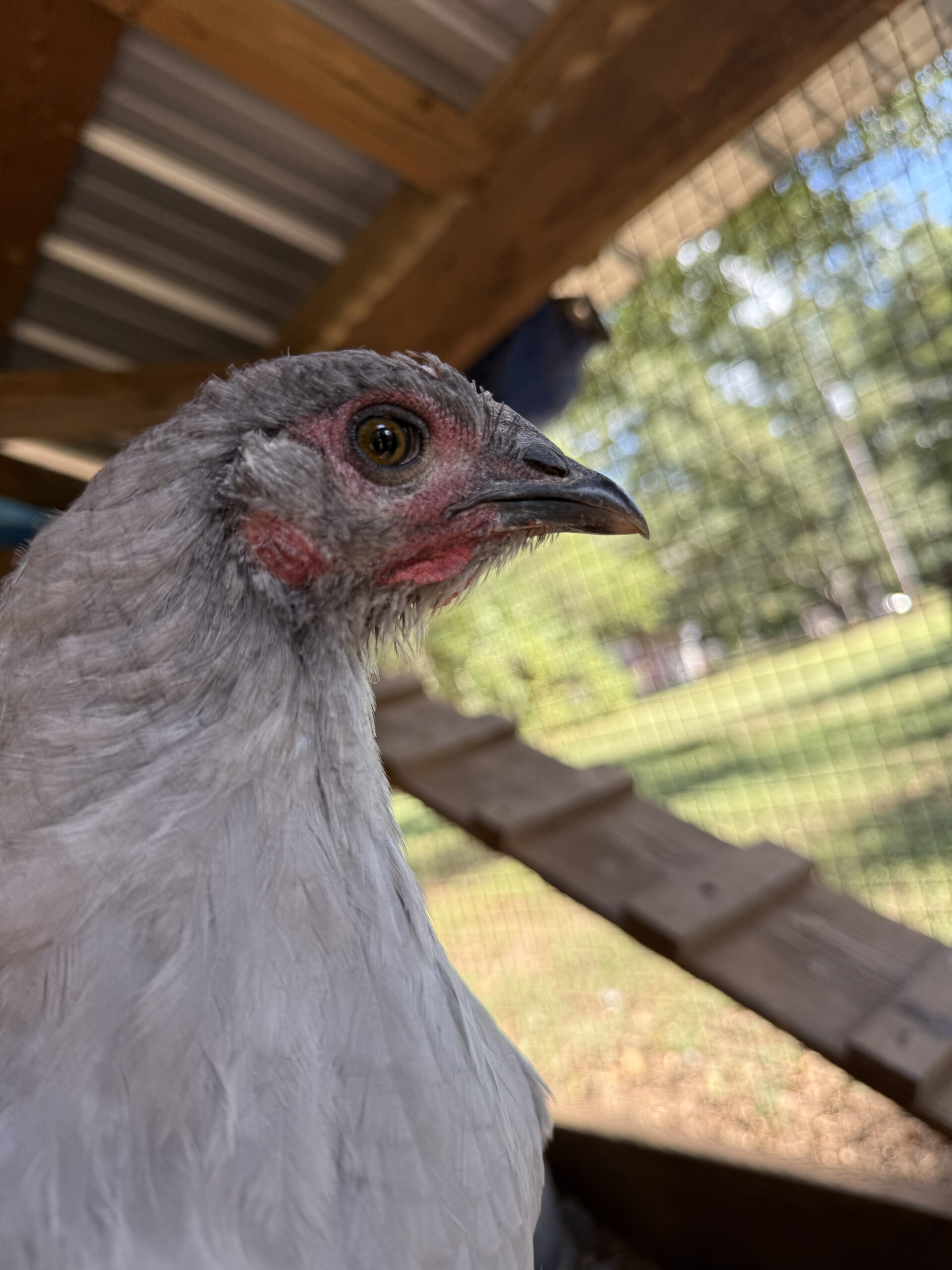 Chicken molting