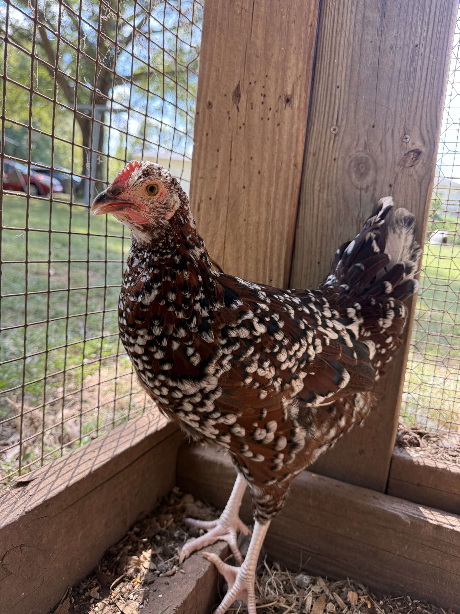 IMG_4123 Chicken