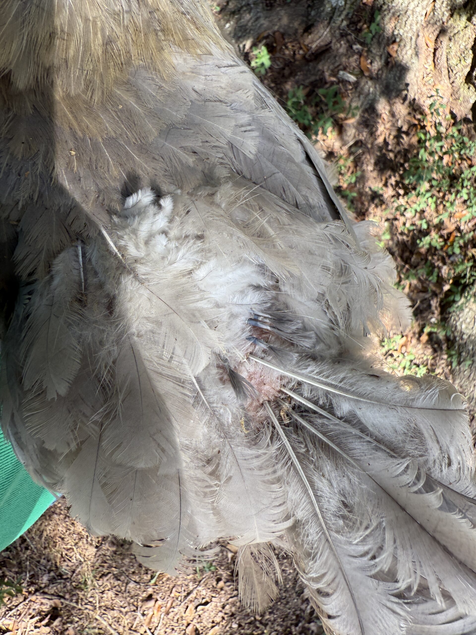Pin feathers on a chicken during their chicken molt