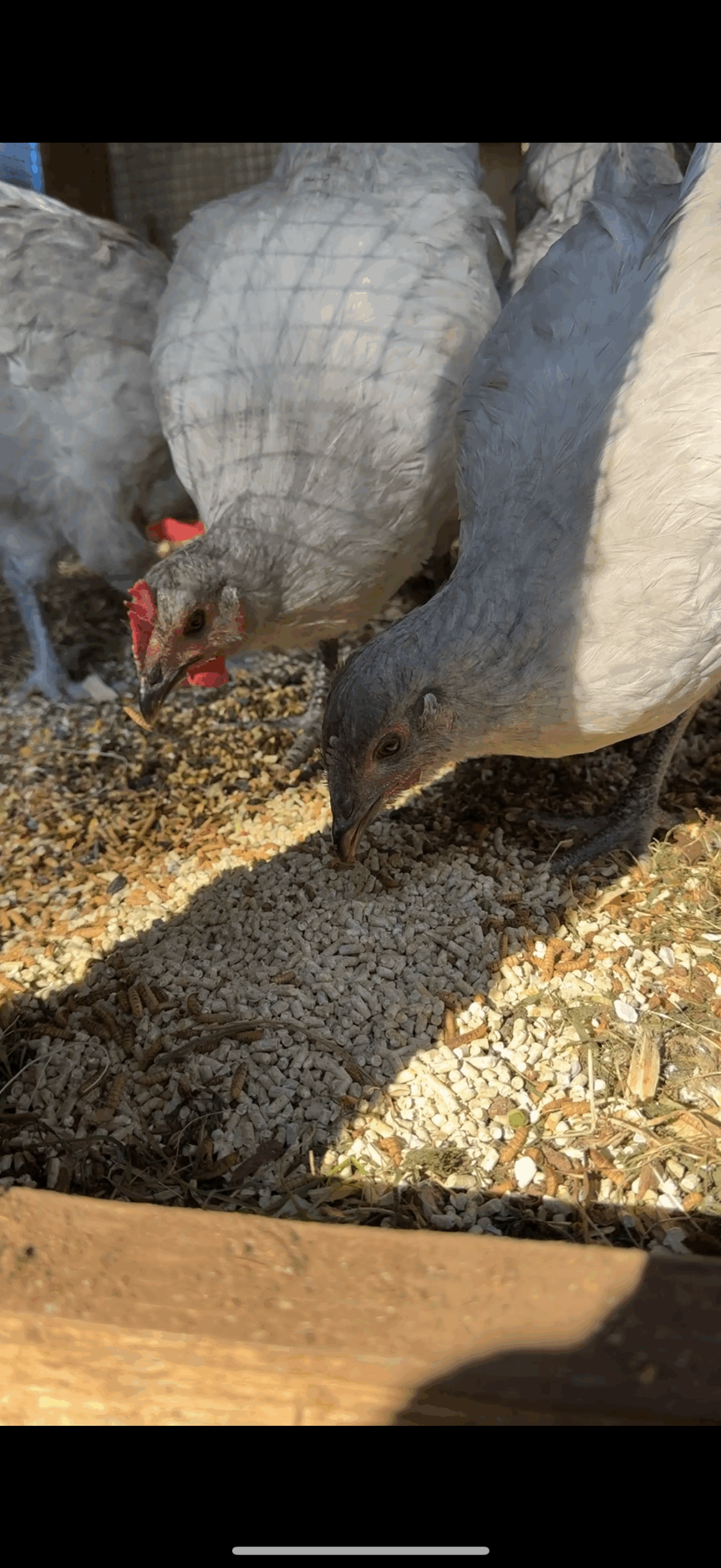 IMG_4135 Chickens eating a blend of scratch, layer feed, and grub bugs.
