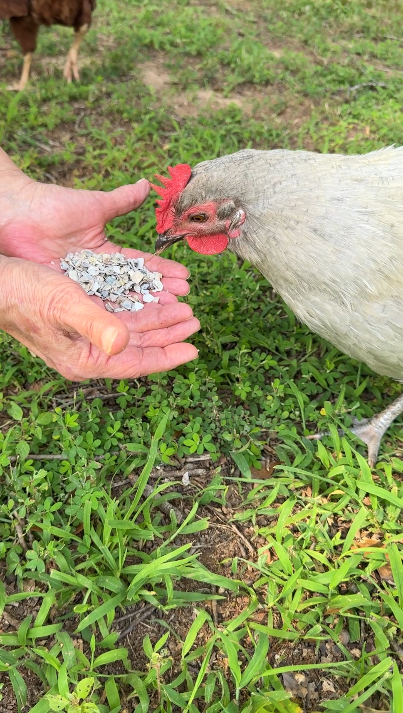 IMG_4138 A chicken eating oyster shells to help harden eggs