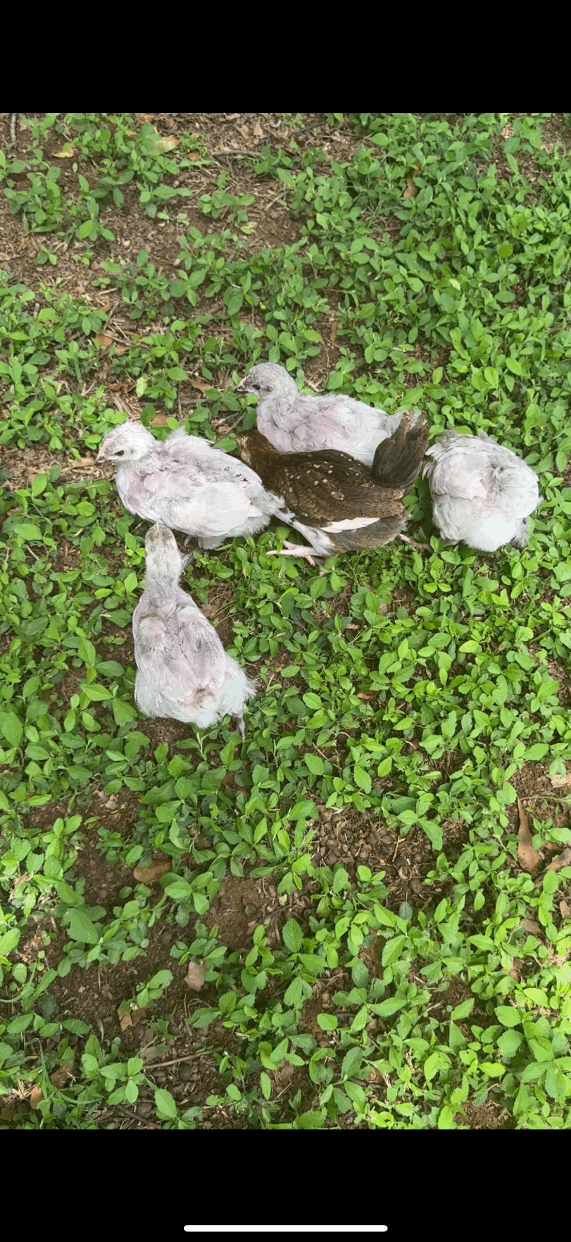 Baby chicks going through their second molt