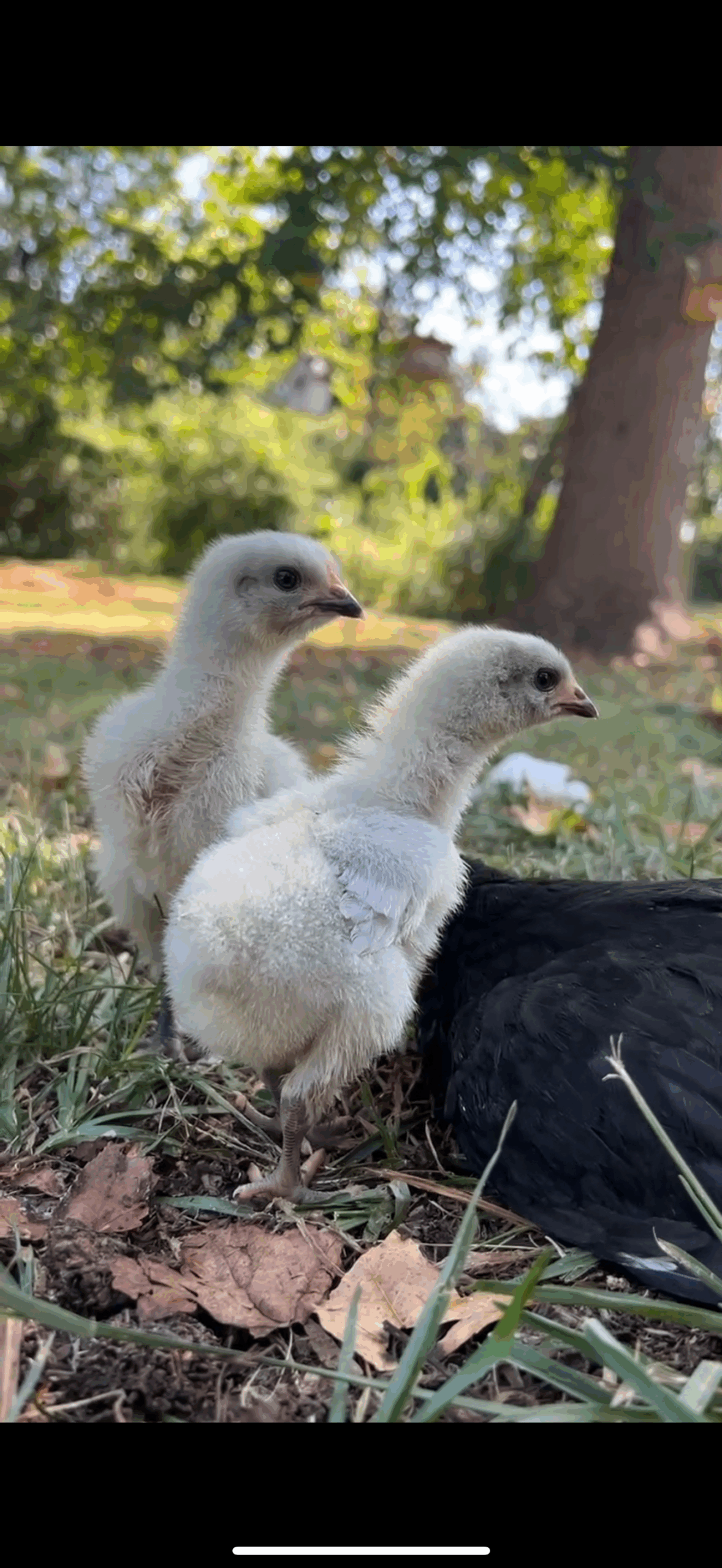 Baby chicks before undergoing their first molt