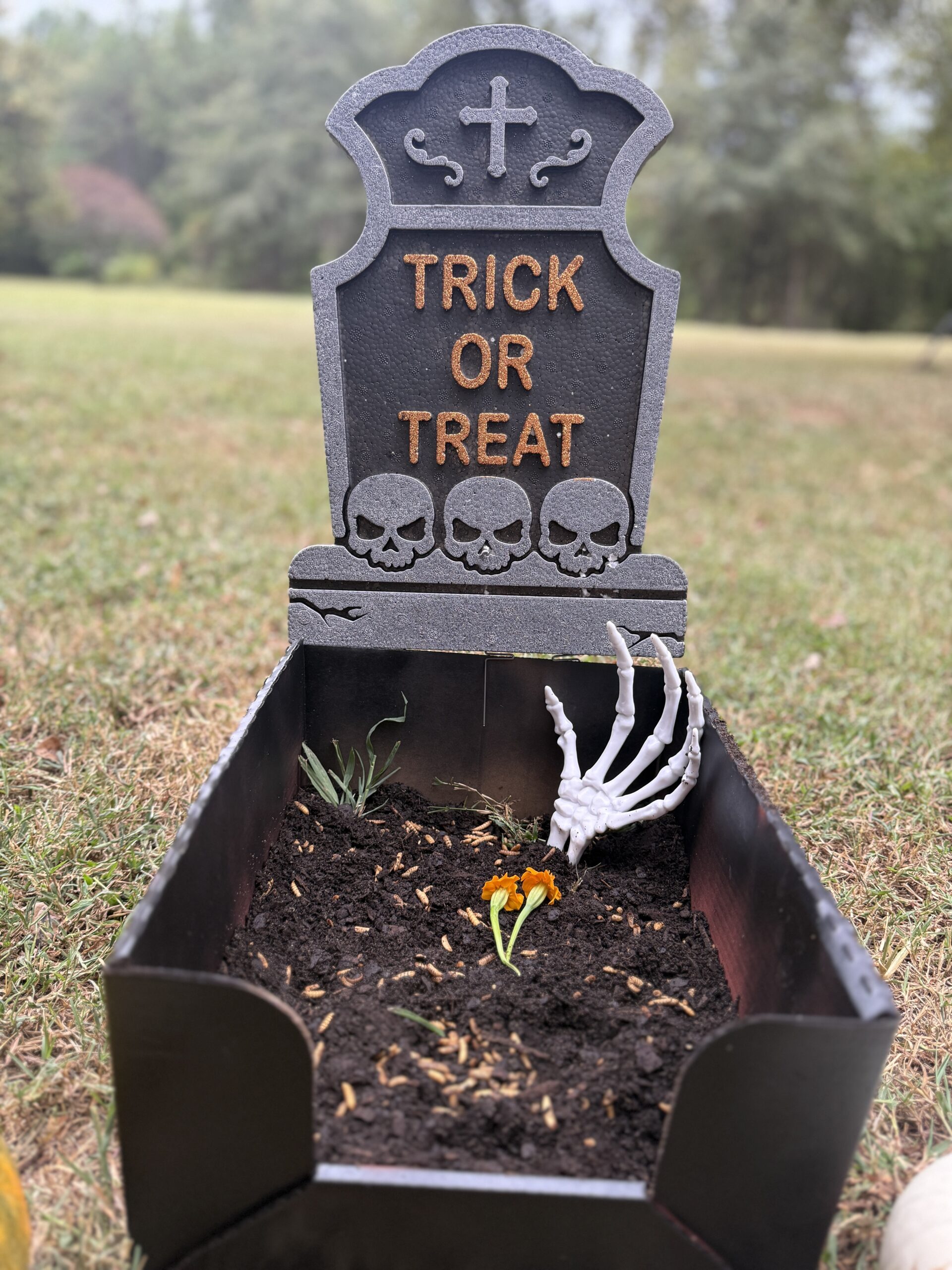 Halloween chicken activity