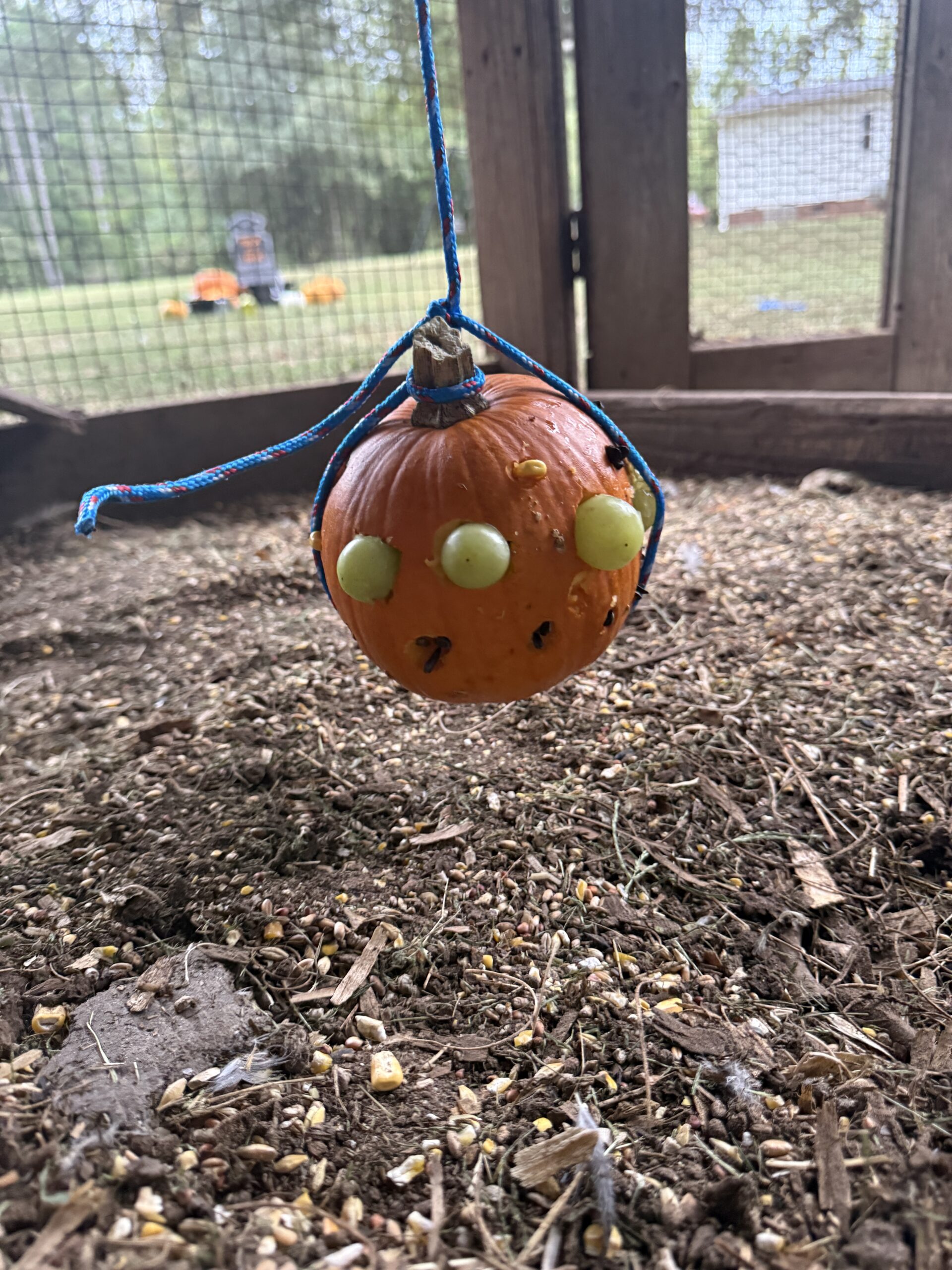 halloween chicken pumpkin activity
