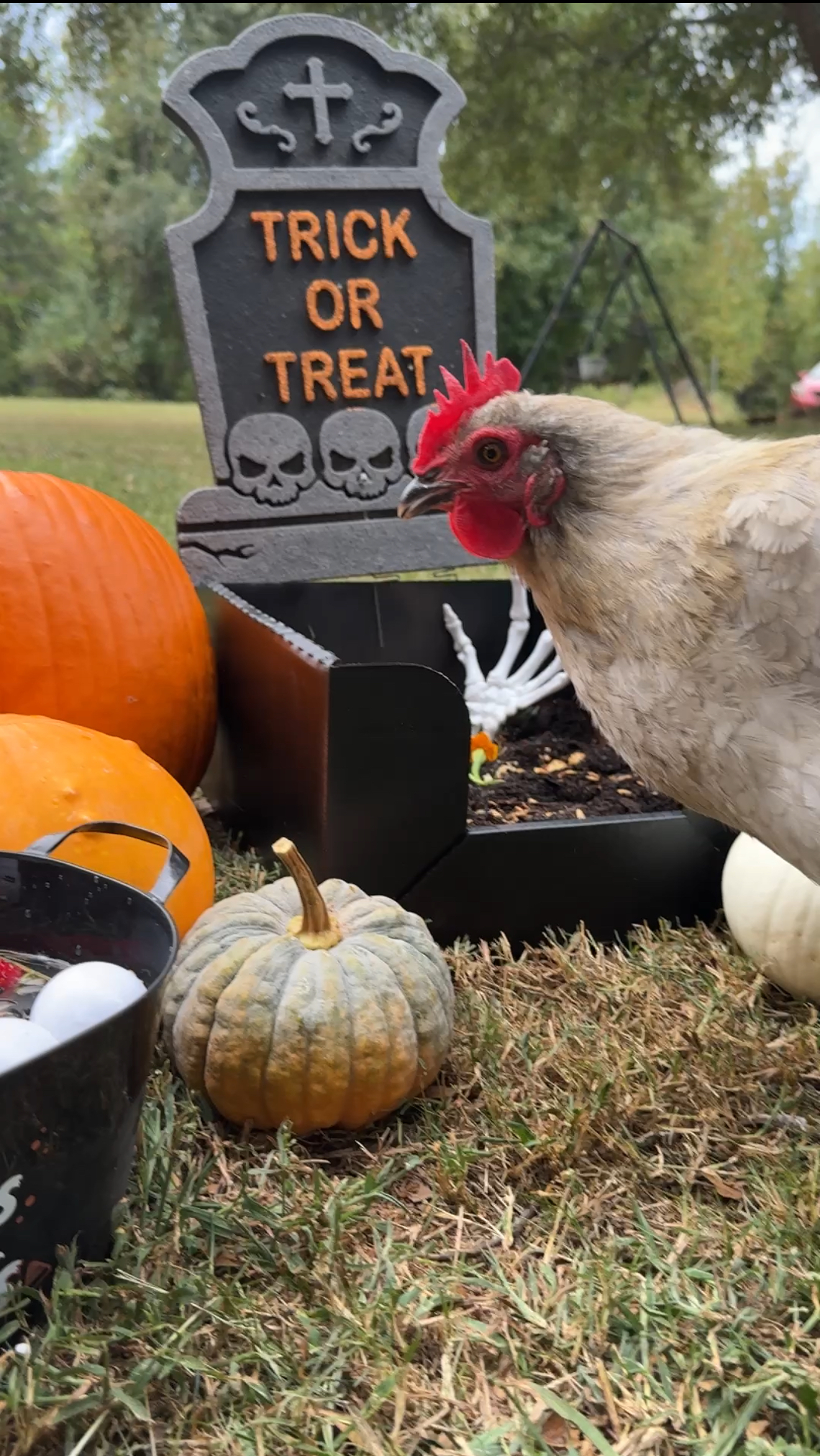 Halloween chicken