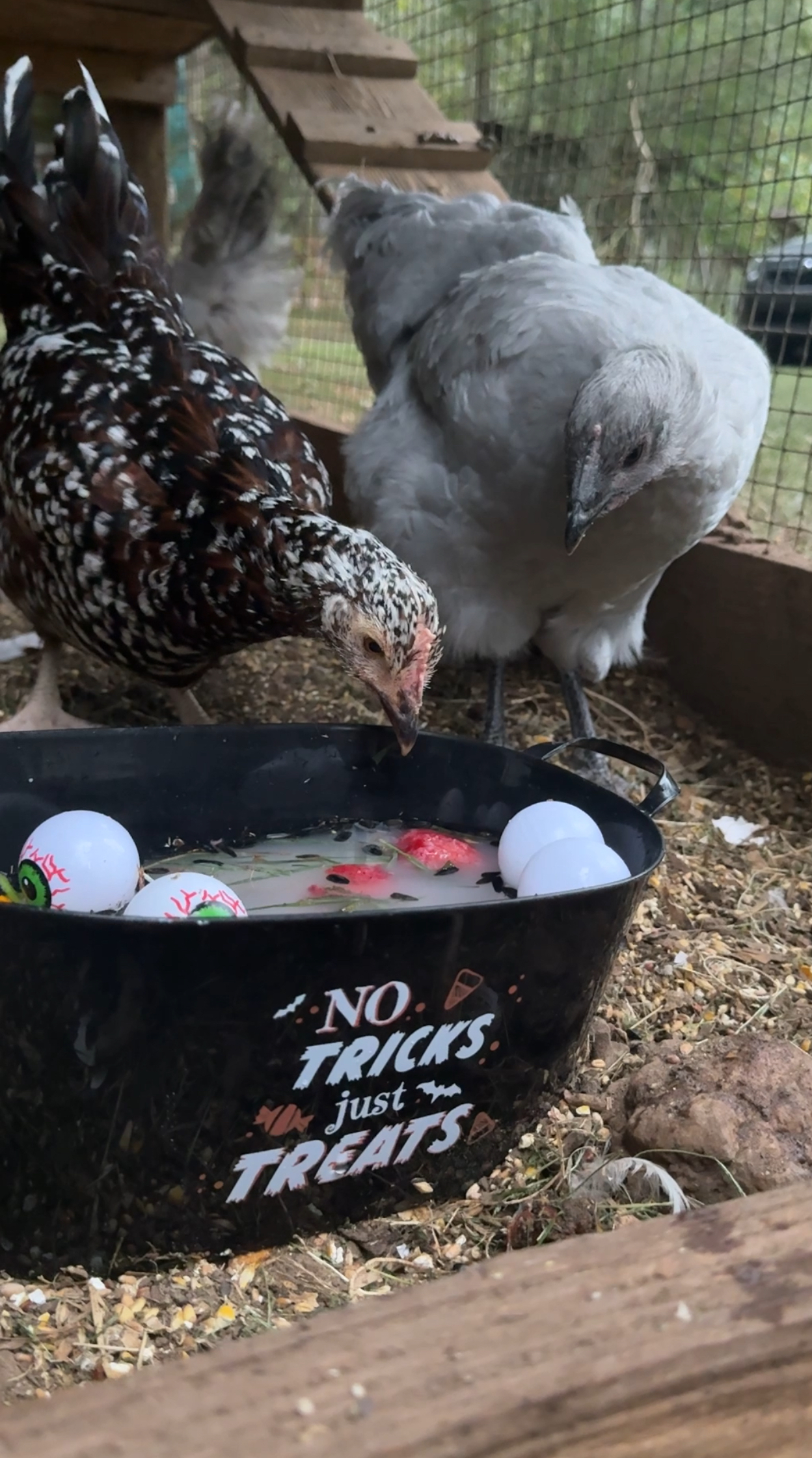 halloween chickens