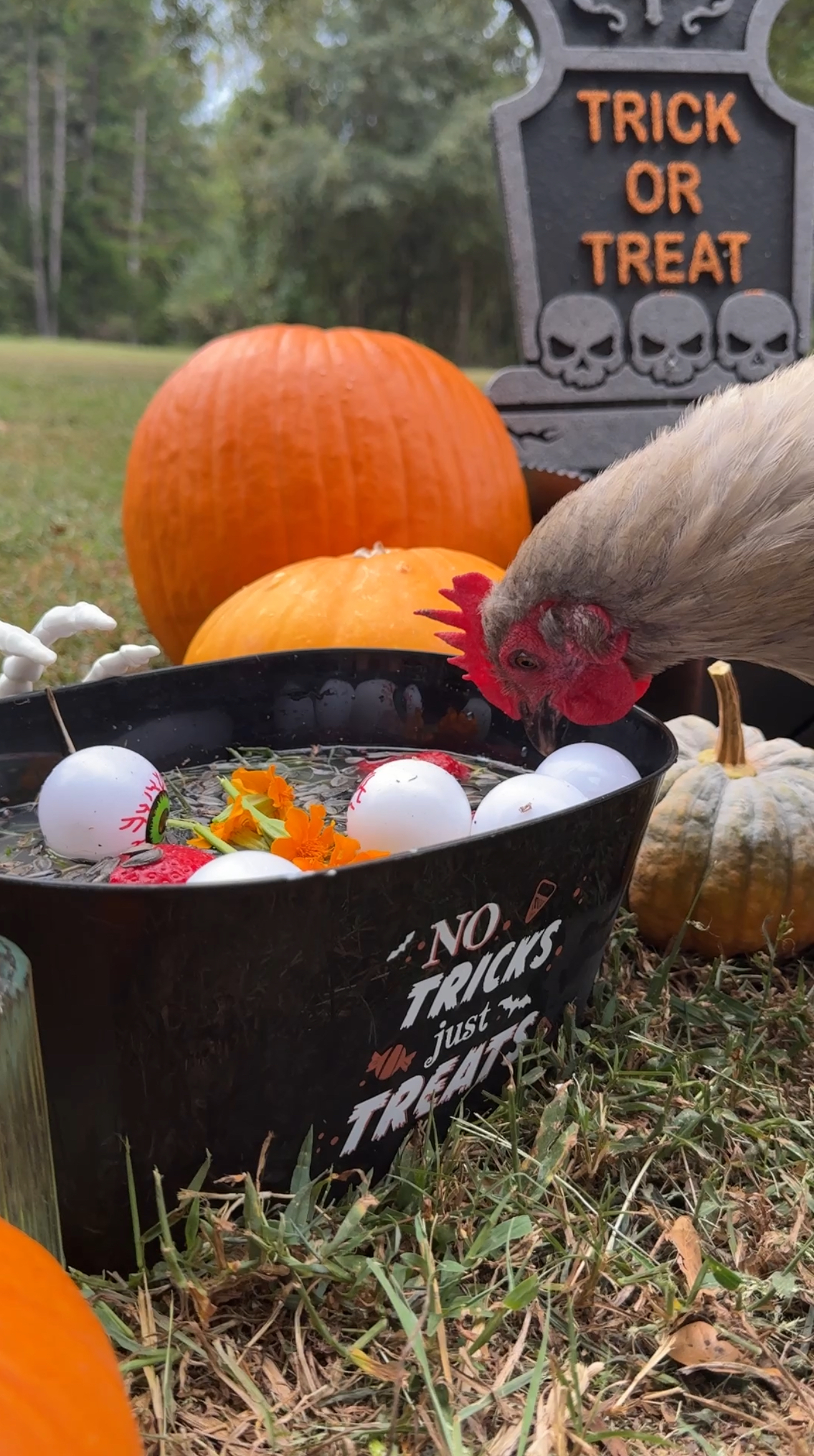 Halloween chicken activity