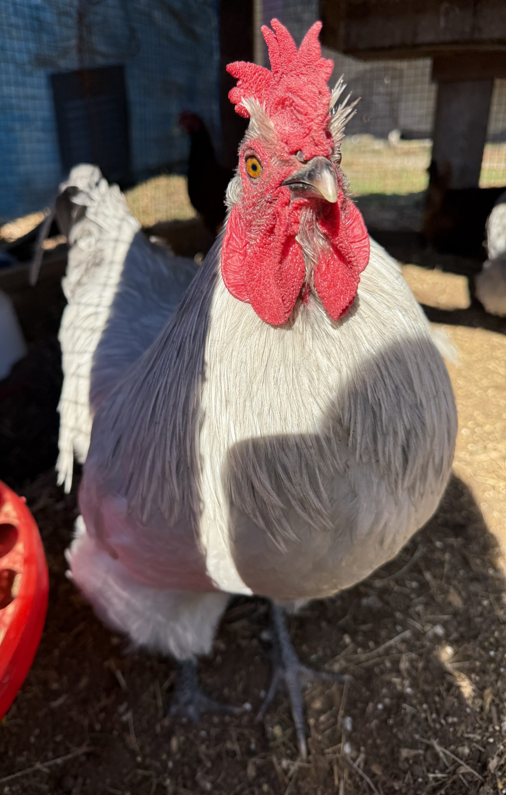 IMG_5256 A photo of a rooster (which is not needed for chickens to lay eggs)