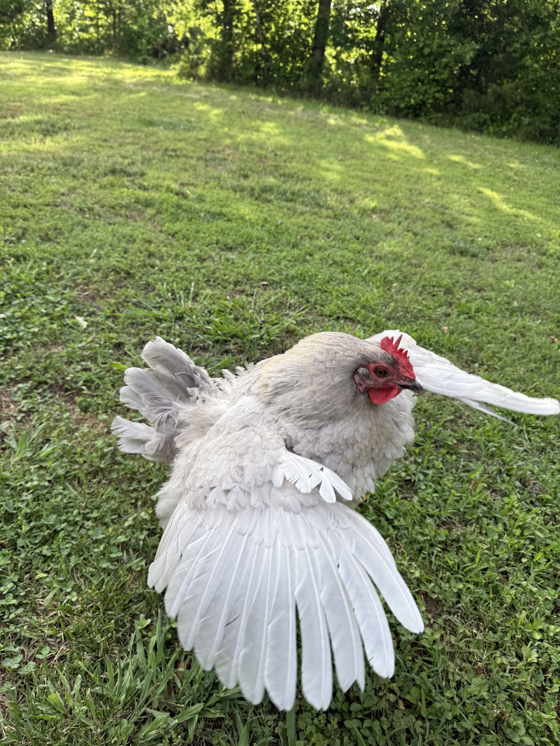 IMG_9051 A chicken flapping their wings and getting ready to fly