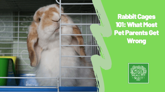 Brown holland lop rabbit in a cage