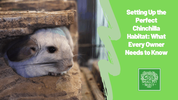 Setting Up the Perfect Chinchilla Habitat: What Every Owner Needs to Know